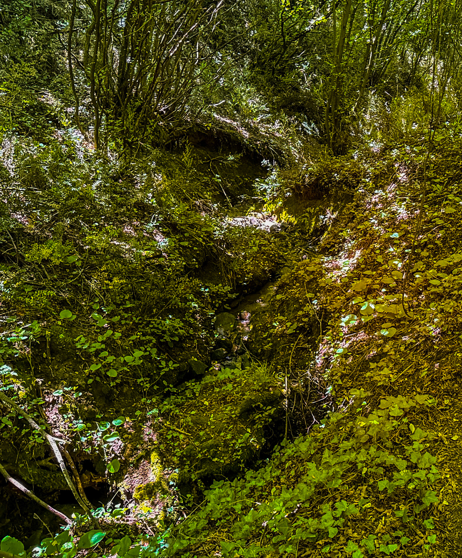Kılıçlı southeastern stream walk: vegetation