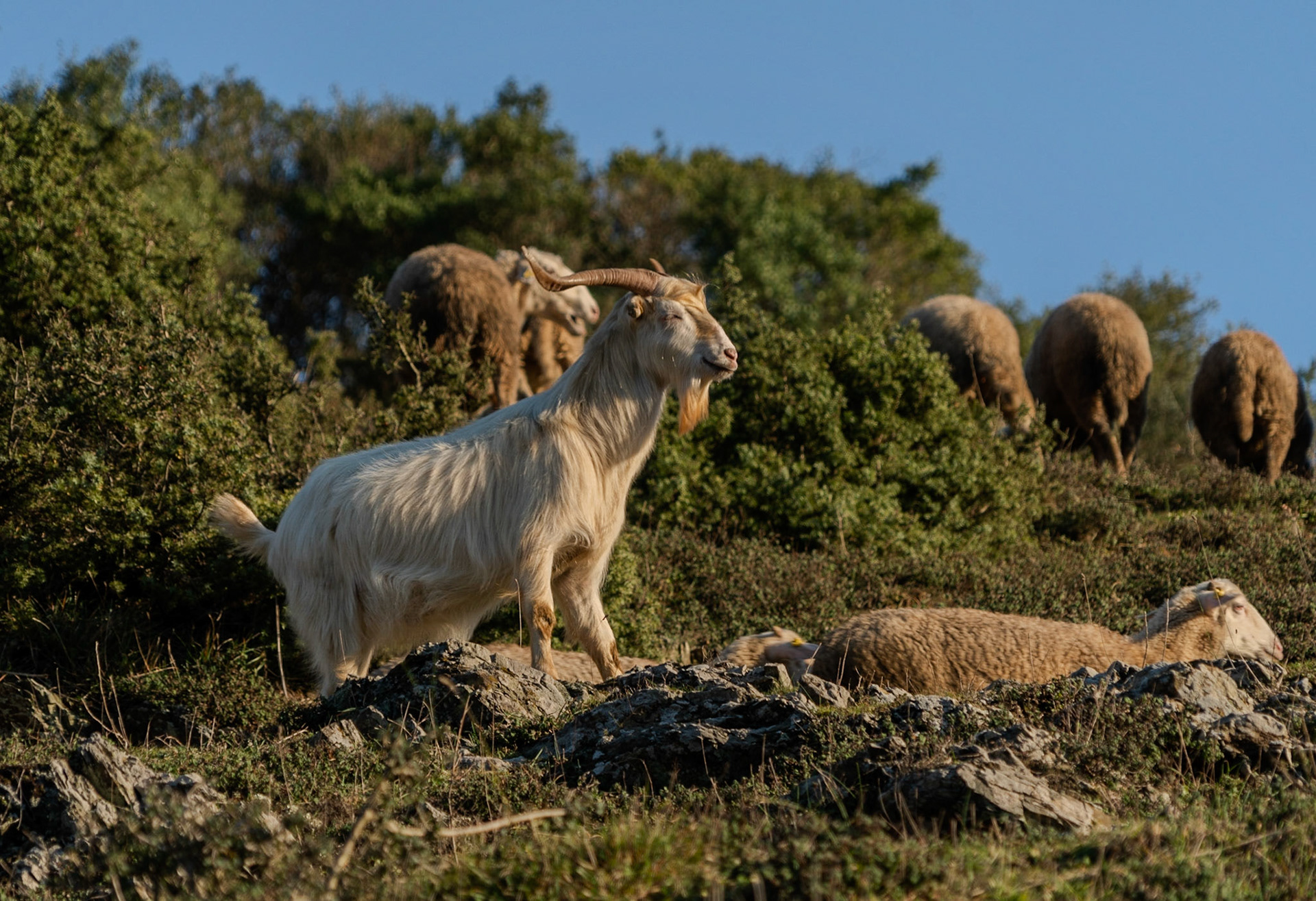 Şamlar gorge: a handsome billy-goat and some sheep