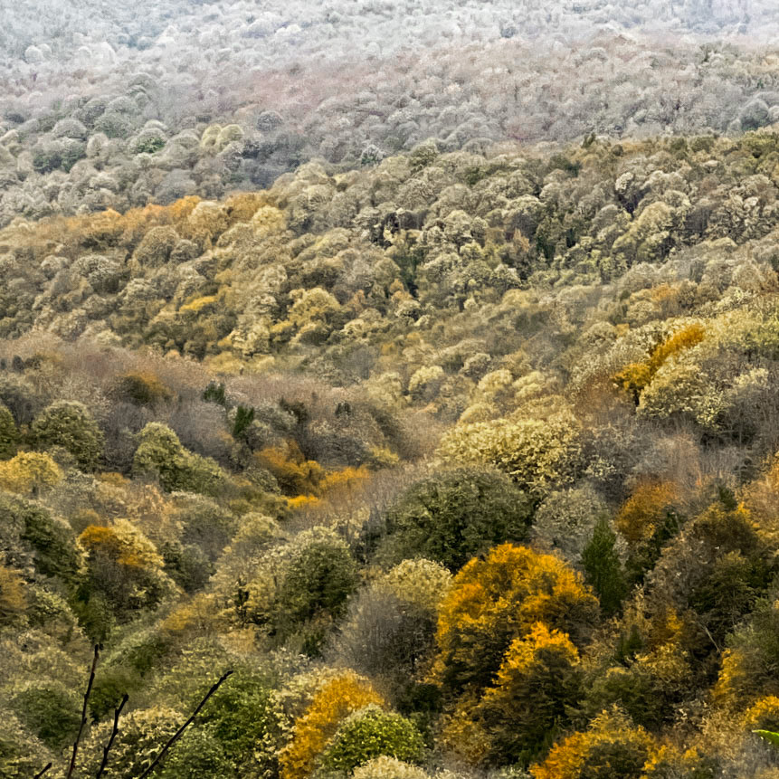 Kaynarca estate: autumn trees