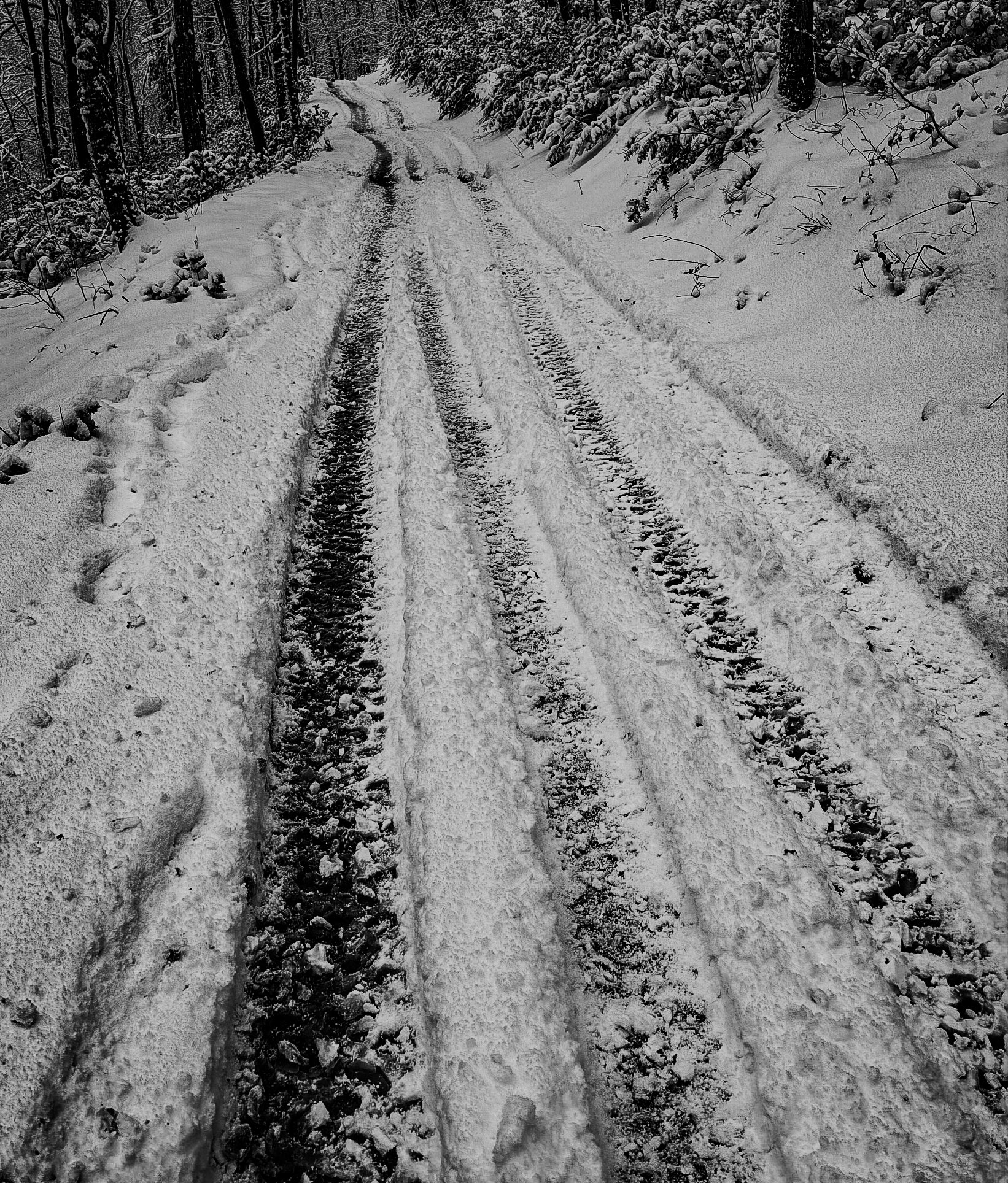NE Belgrade Forest: snowy track
