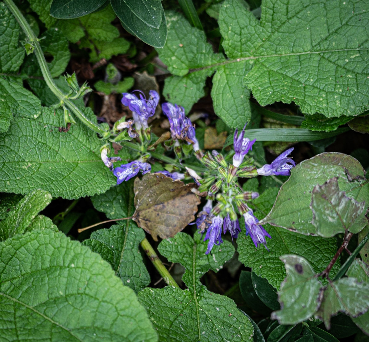 Kaynarca forest: borage in flower