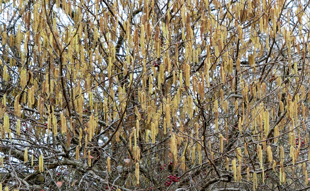 Alemdaǧ forest: an abundance of catkins