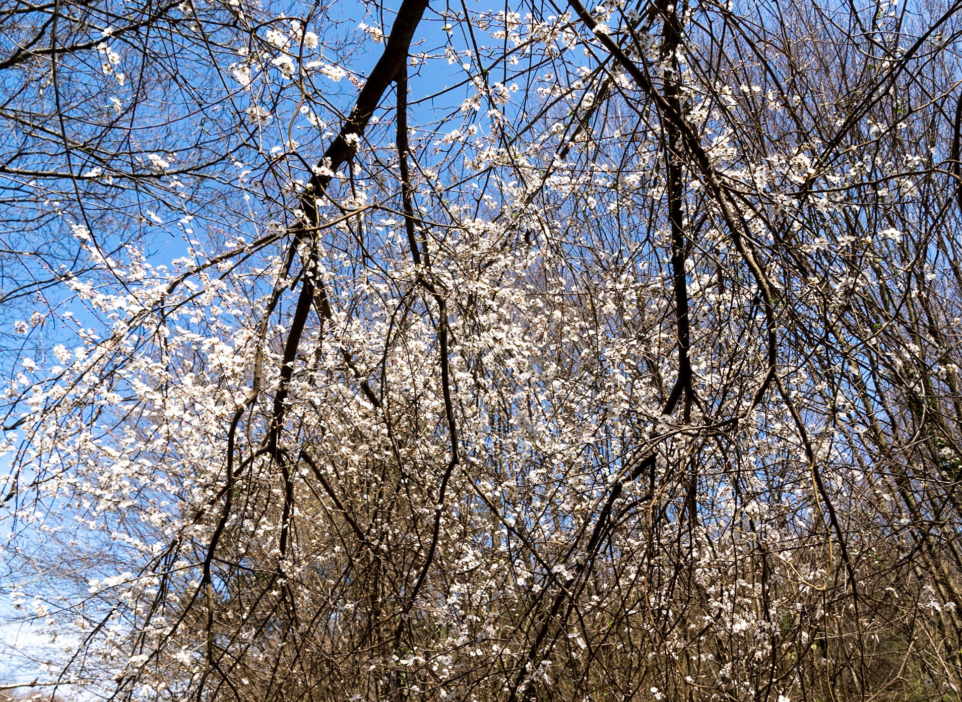Zerzevat stream valley: white blossom