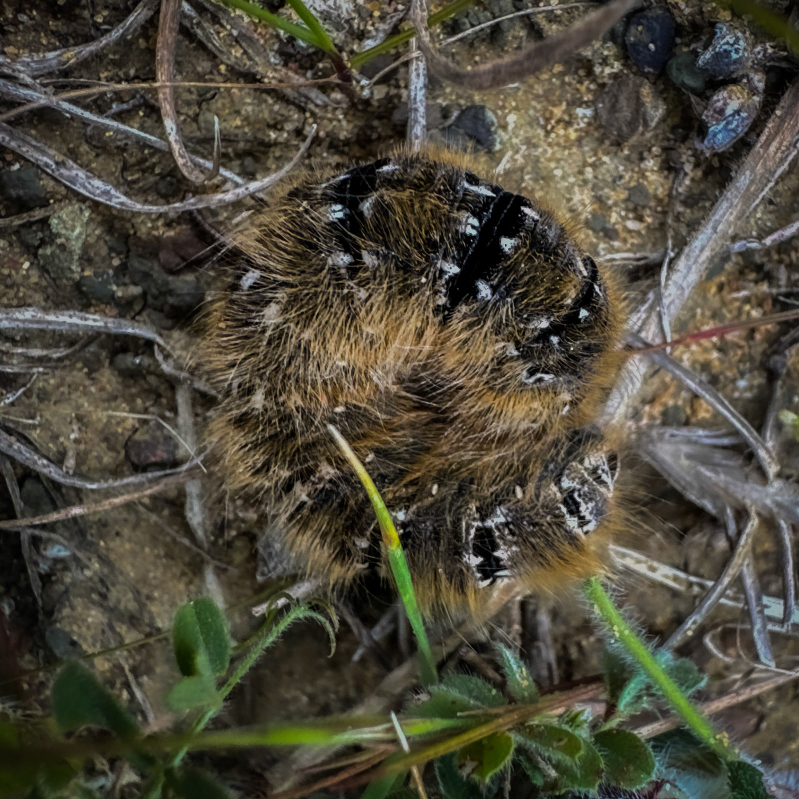 Yeniköy abandoned mineworkings: catterpiller