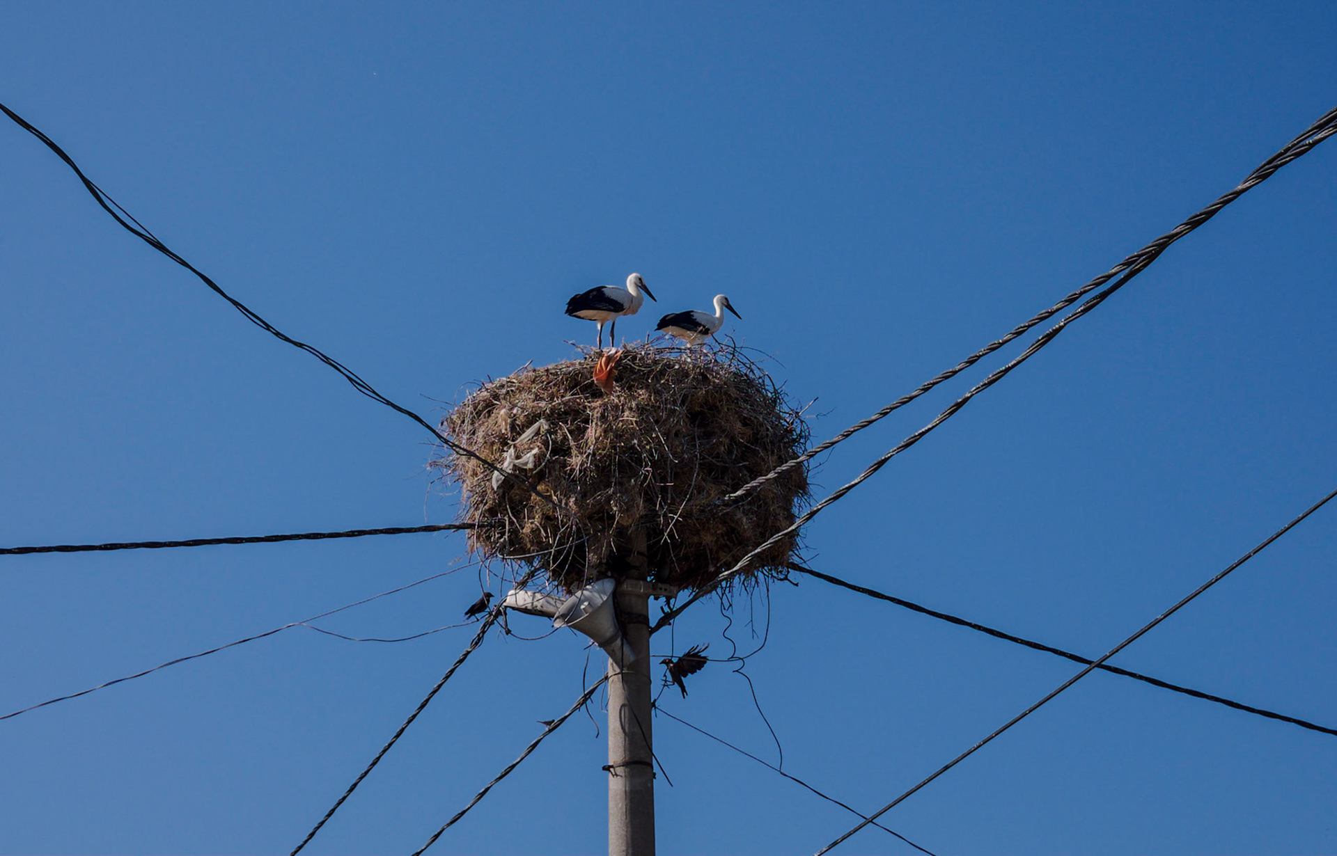 Sazlıbosna: a pair of storks in their nest with 2 smaller birds below them