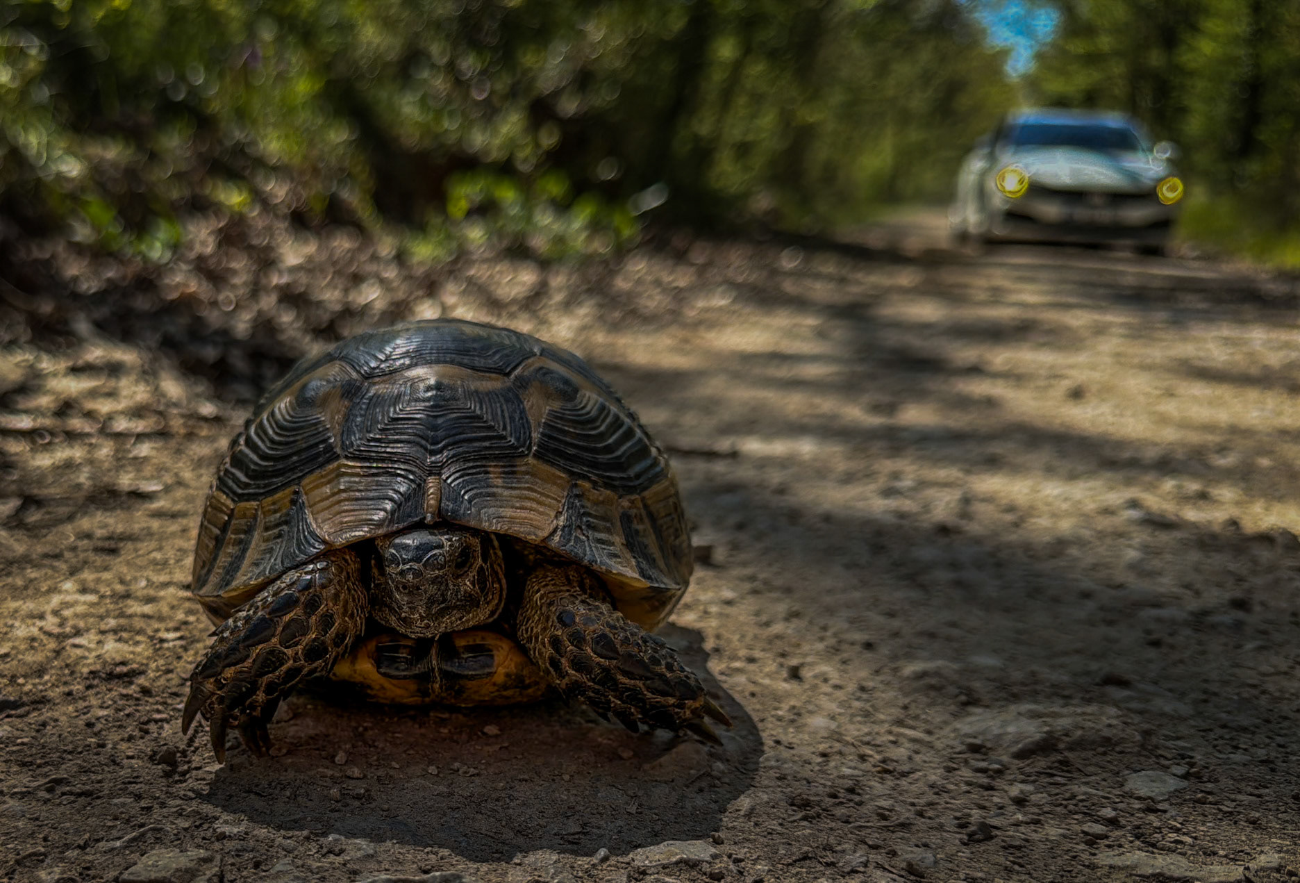 northern Reşadiye forest: tortoise and car