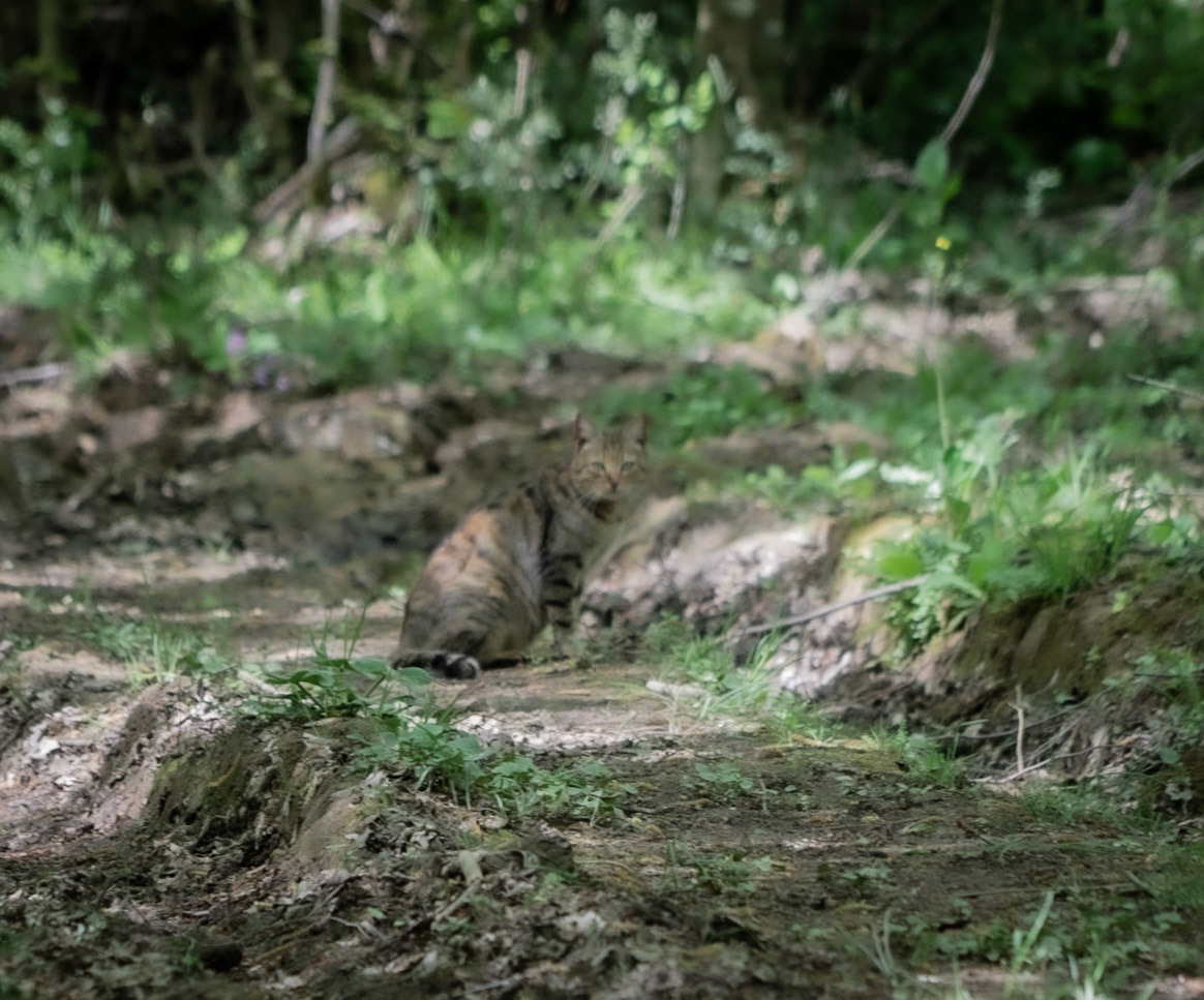Polonezköy SW forest: a cat appears in the forest