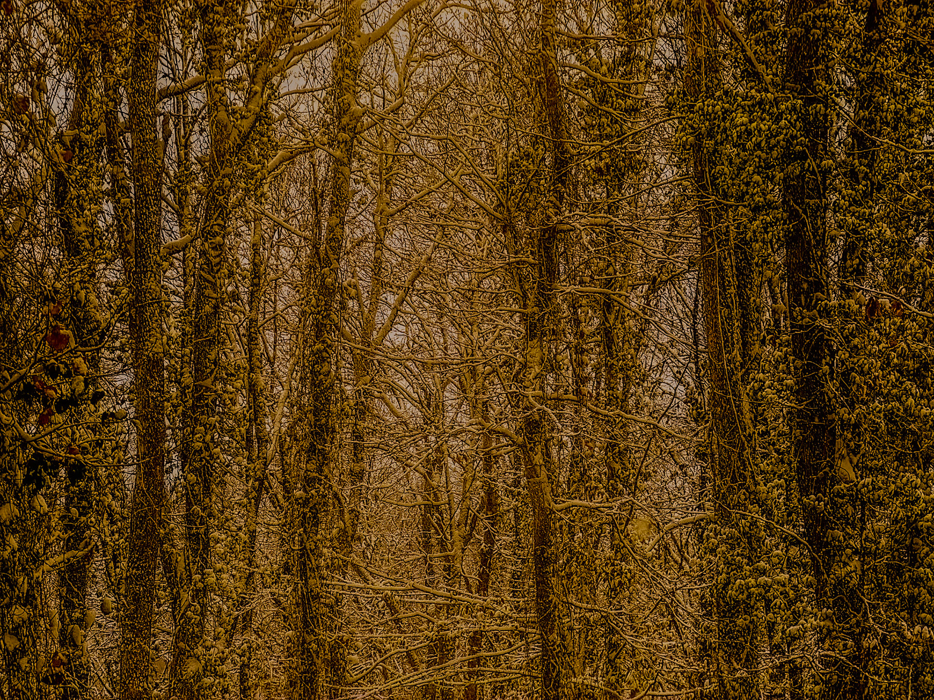 NE Belgrade Forest: snowy branches