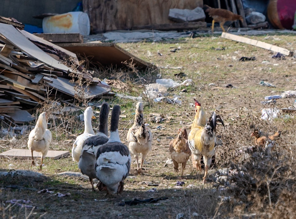 Şahintepe wastelands: poultry