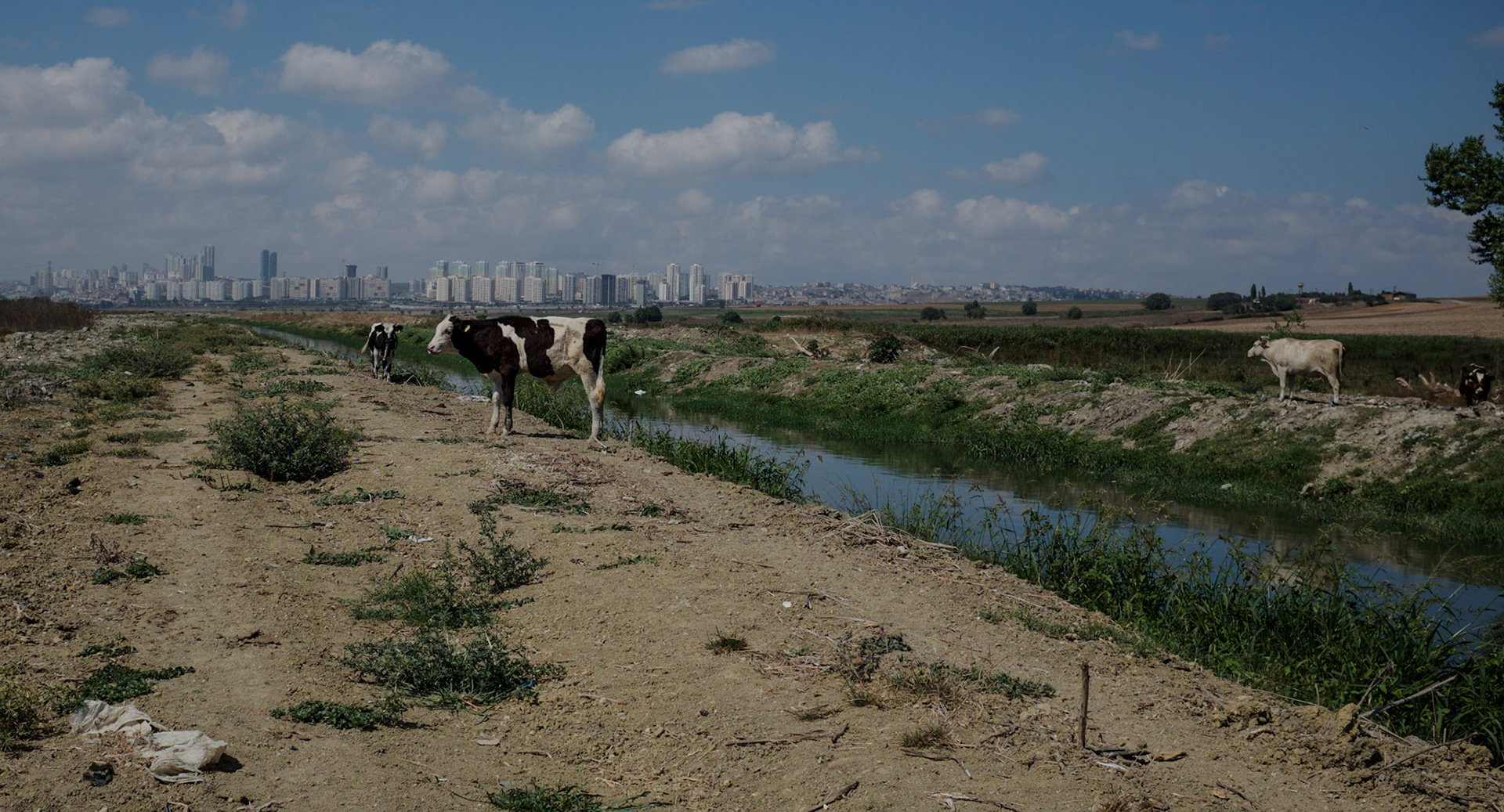 between Istanbul University's veterinary farm and the agricultural faculty: looking north along the Hadımdere towards Bahçeşehir - stately marsh cows