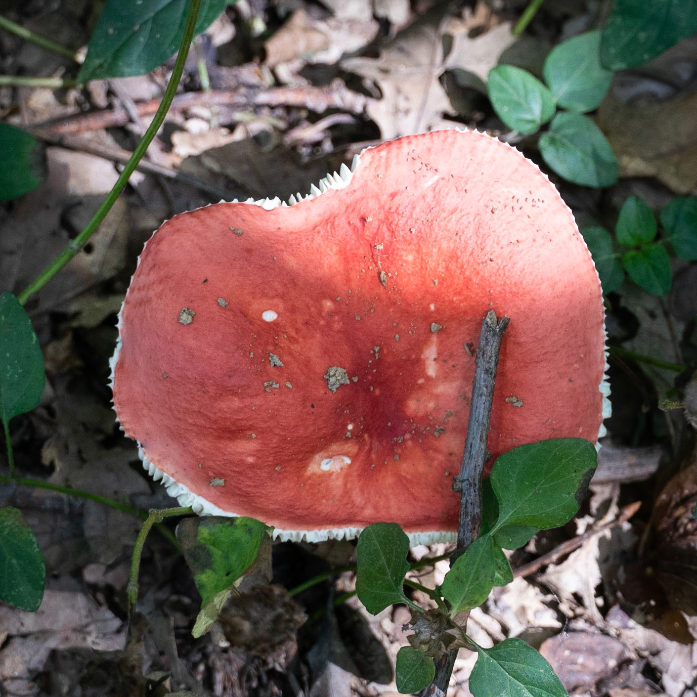 Kanlı forest: red heart-shaped fungus