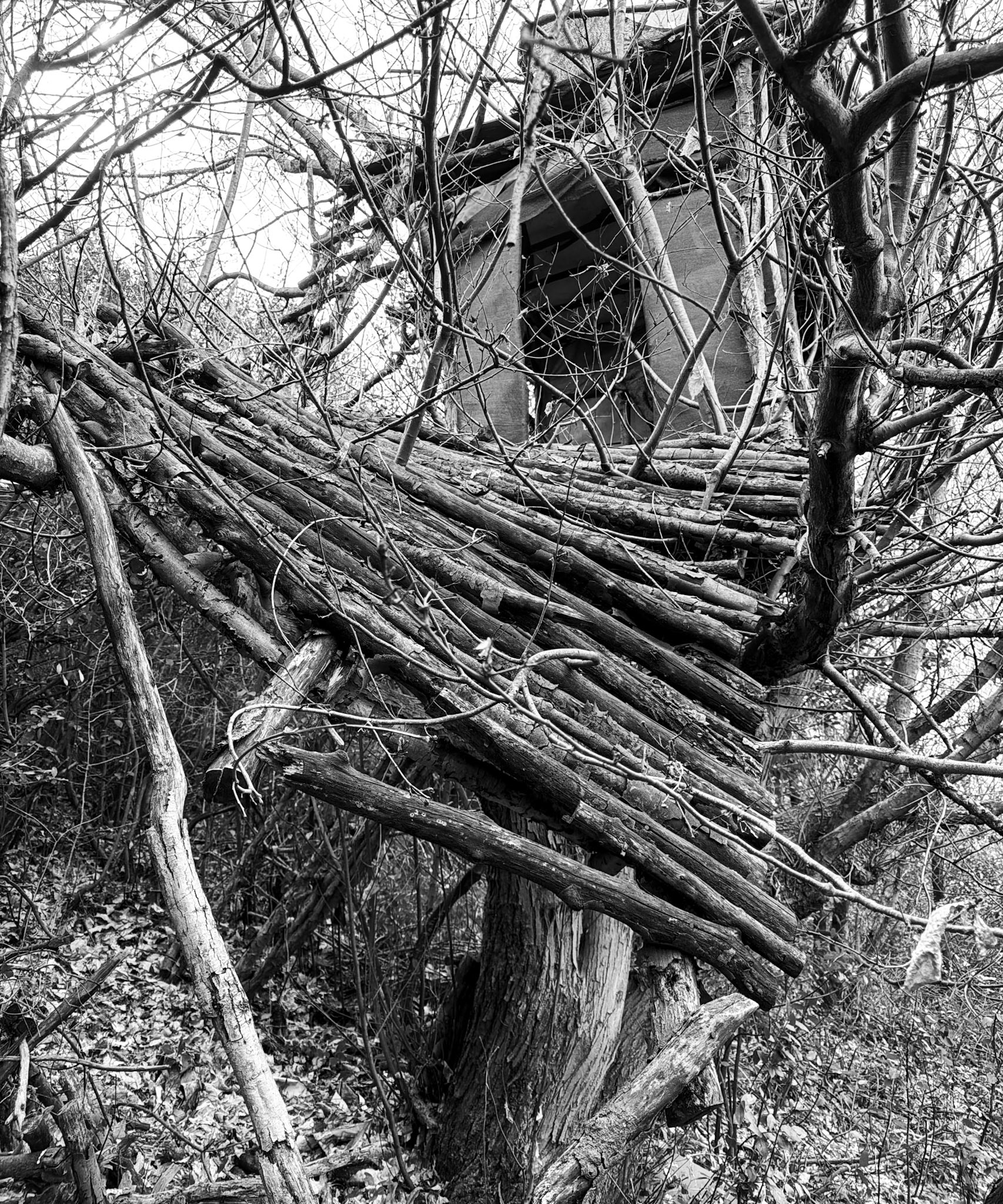 Dereseki forest traverse: a falling-down hide