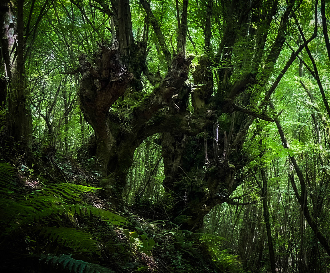 Zerzevatçı streamwalk: venerable trees