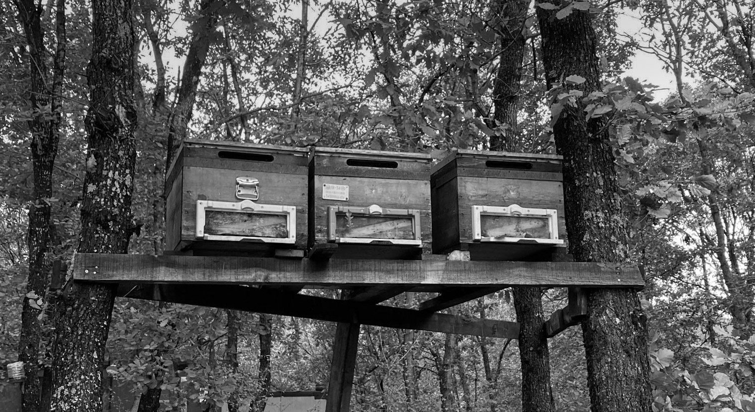 Göçbeyli: hives