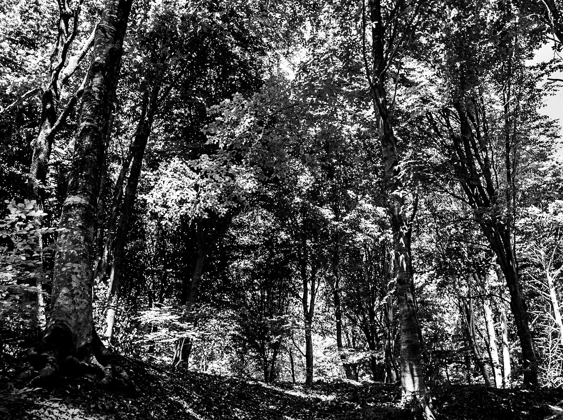 Ezili forest: flourishing forest
