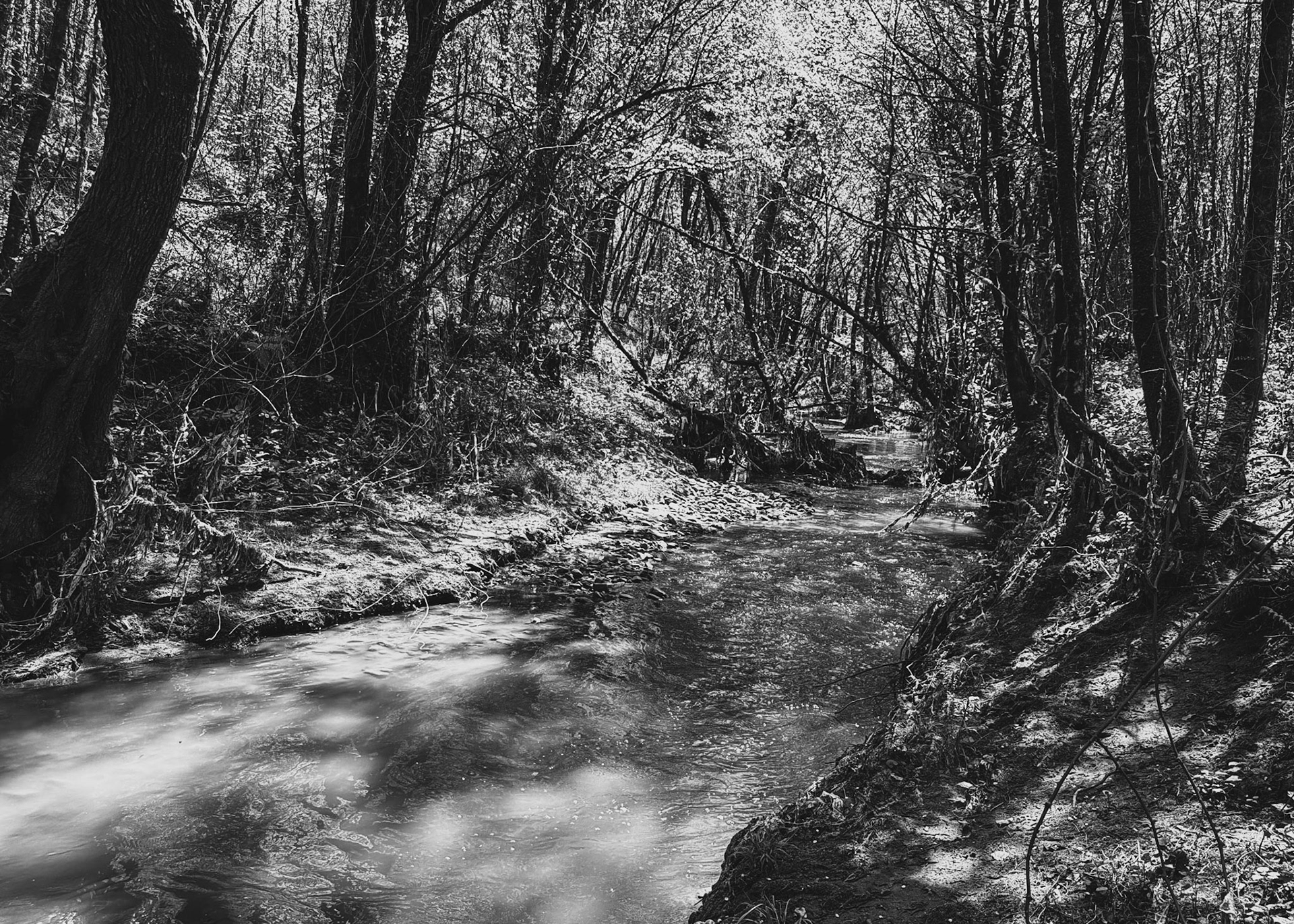 Çayağız tributary streamside walk: view