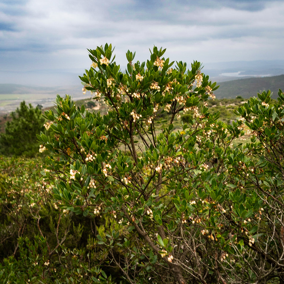Adadaǧ hills: white-flowering shrub