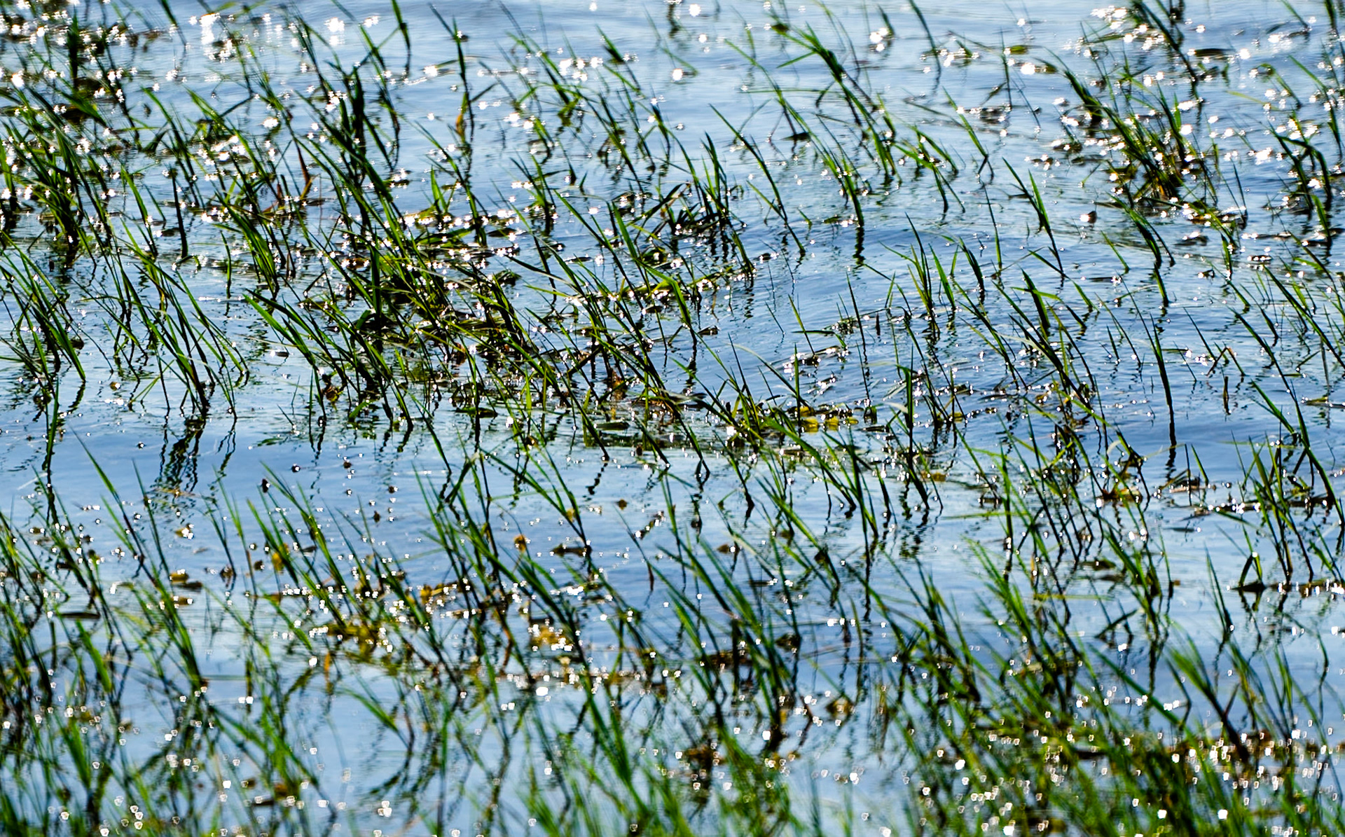 heading south from Şamlar: water grass