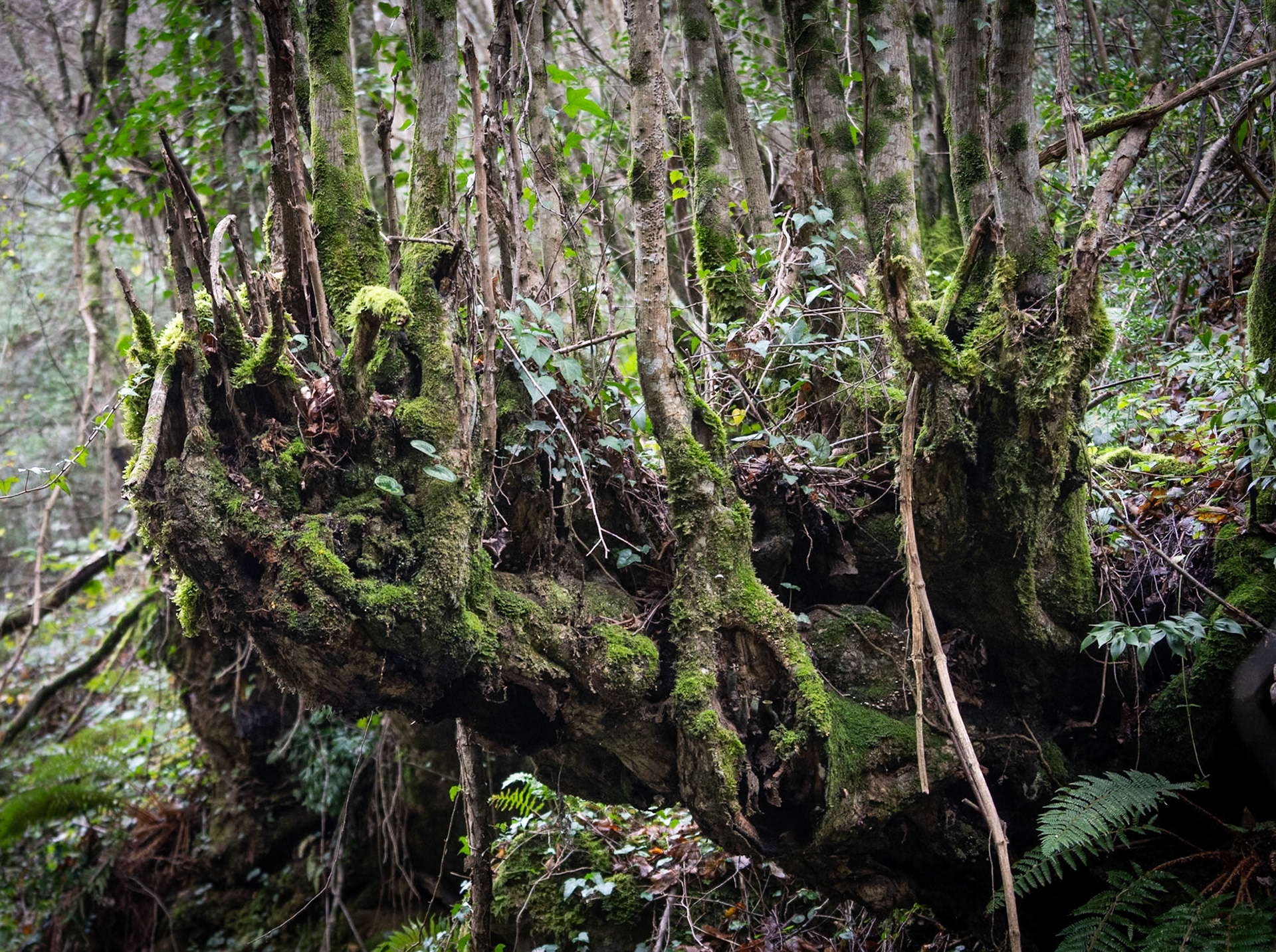 Ayhan Şahenk double stream walk: beautiful, arboreal deformation