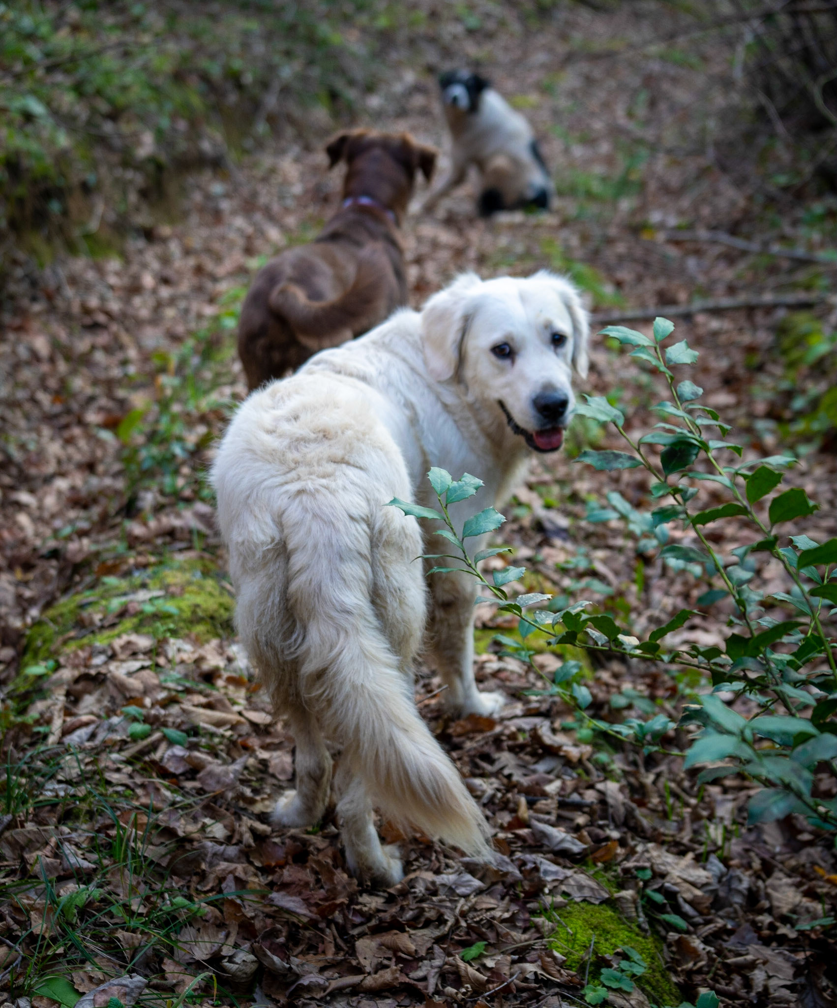 Hüseyinli E forest: Lucia, Luka and one of our daydogs