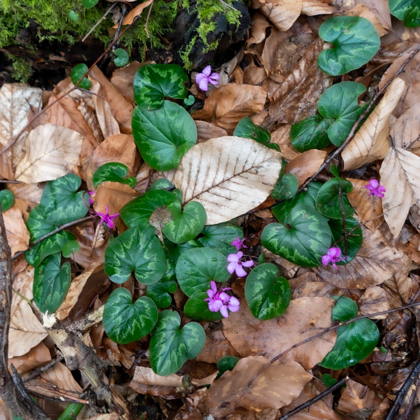 Polonezköy forests: cyclamen