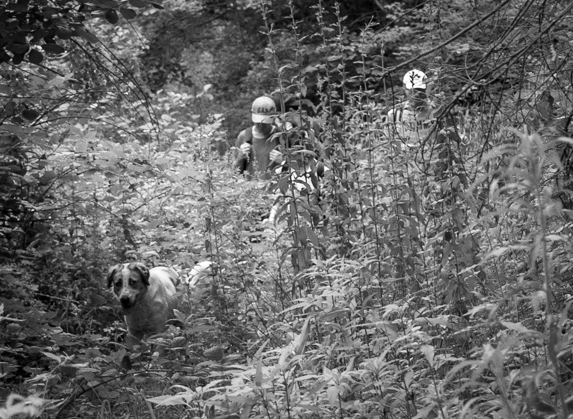 Ömerliköy watermain route: making our way through vegetation with our daydog
