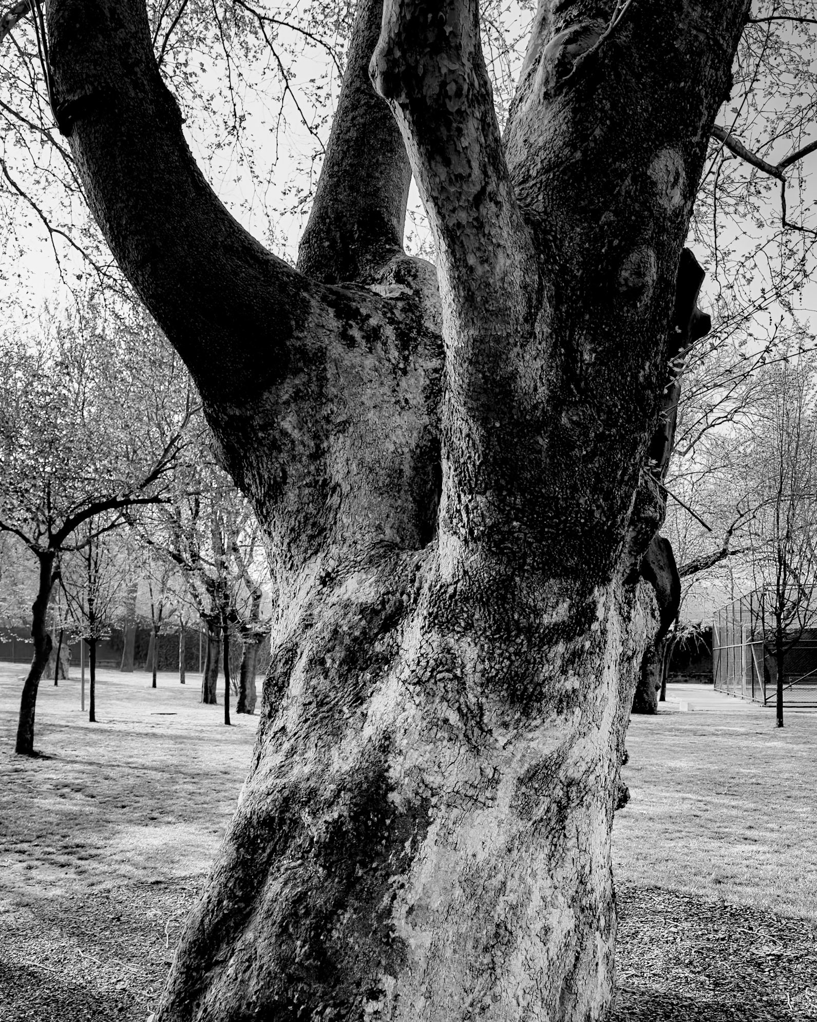 Sultaniye Parkı (and bus station): old tree