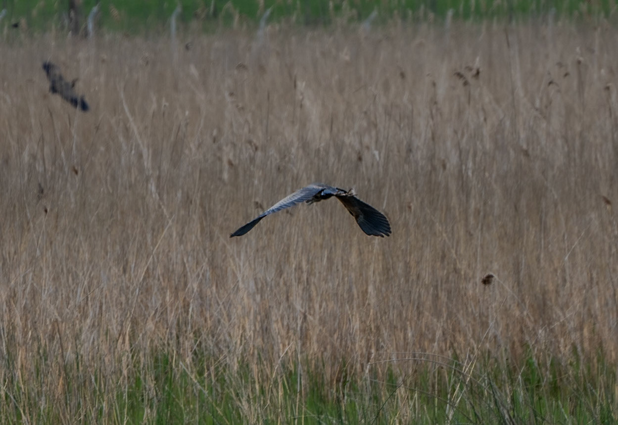 between the first Sazlıdere flower meadow and Terkos: grey herons (?)