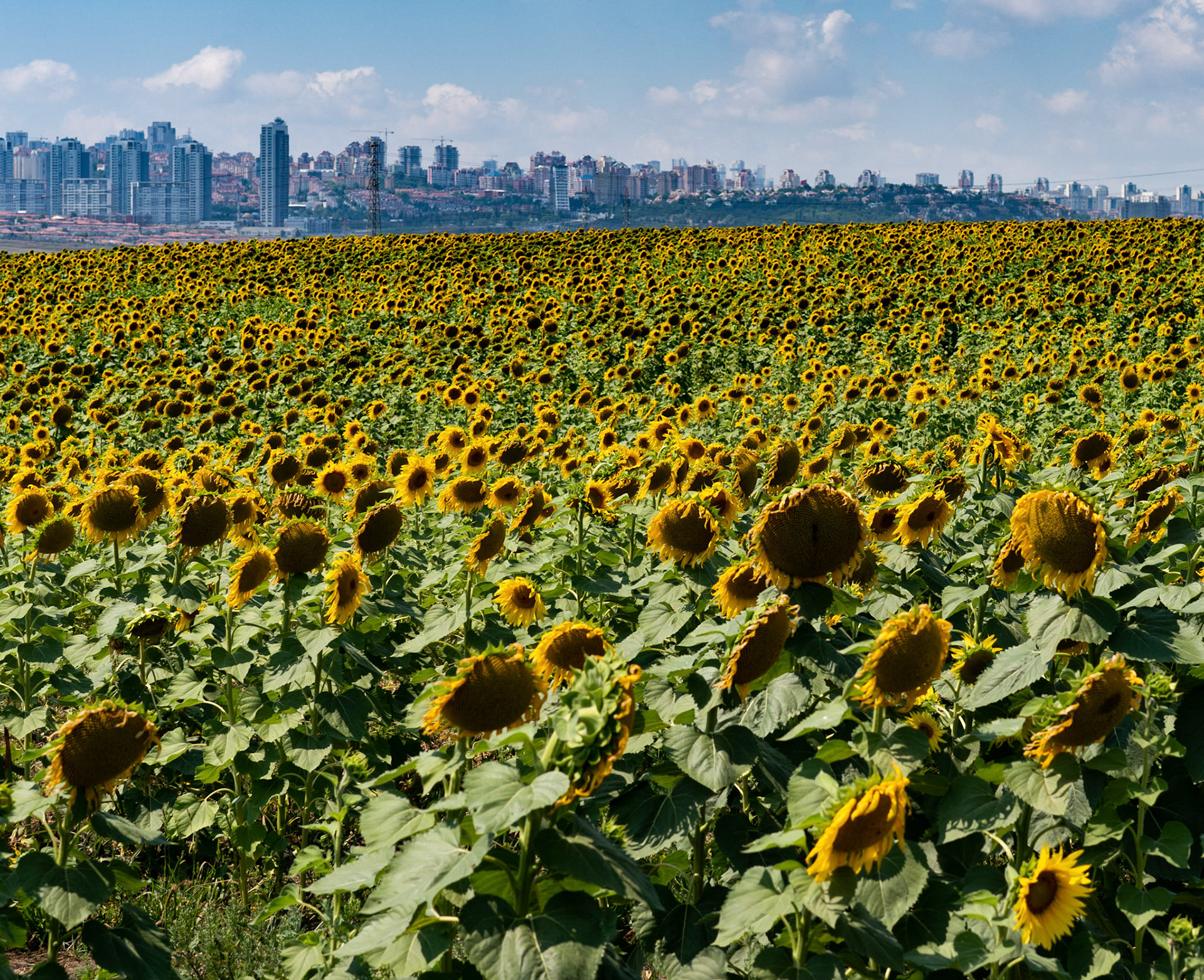 by Istanbul University's veterinary farm - a sunflower field with Yeşilkent's serried blocks behind