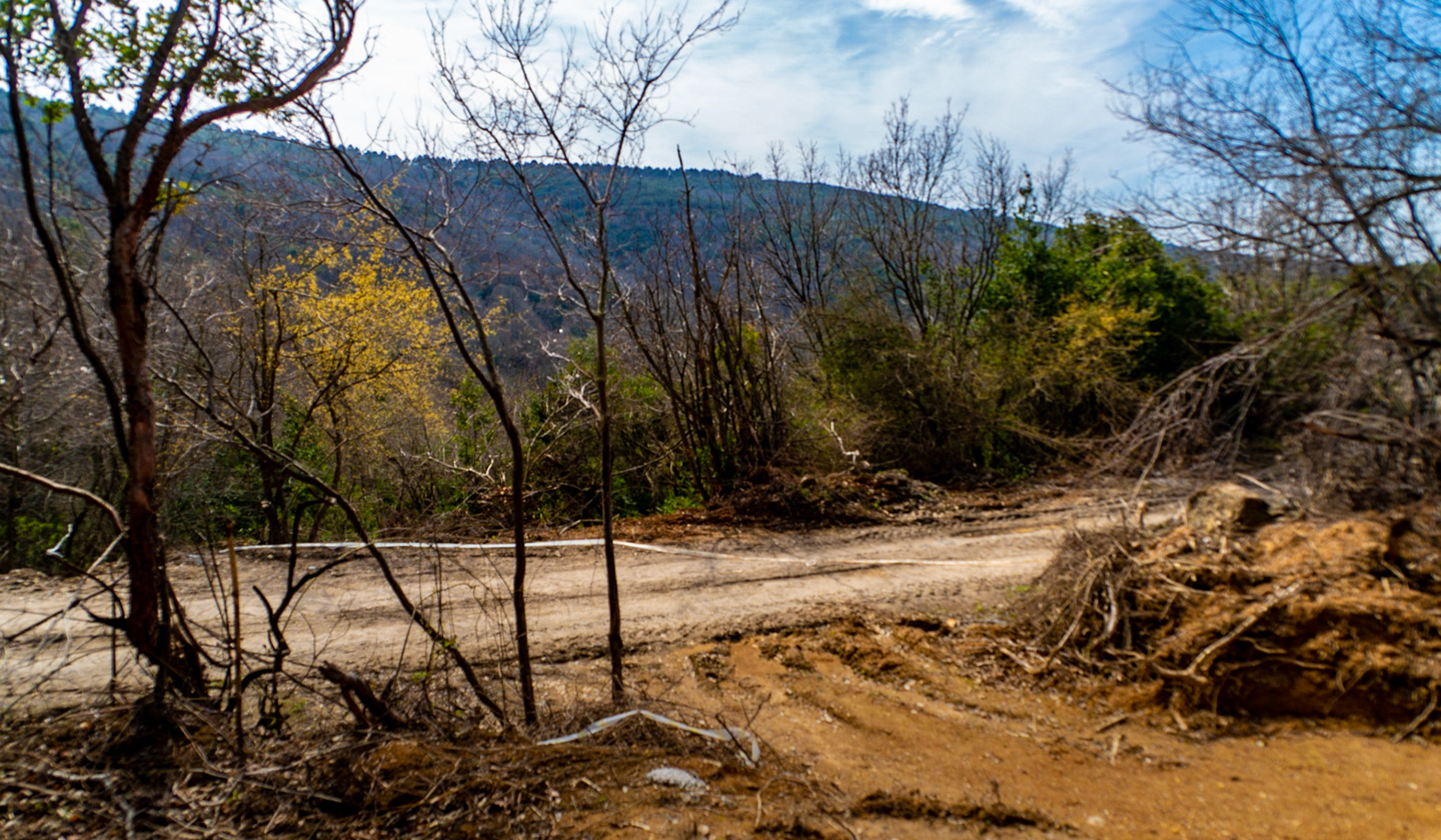 Kirazlı woods: recently demarcated and partly-cleared land