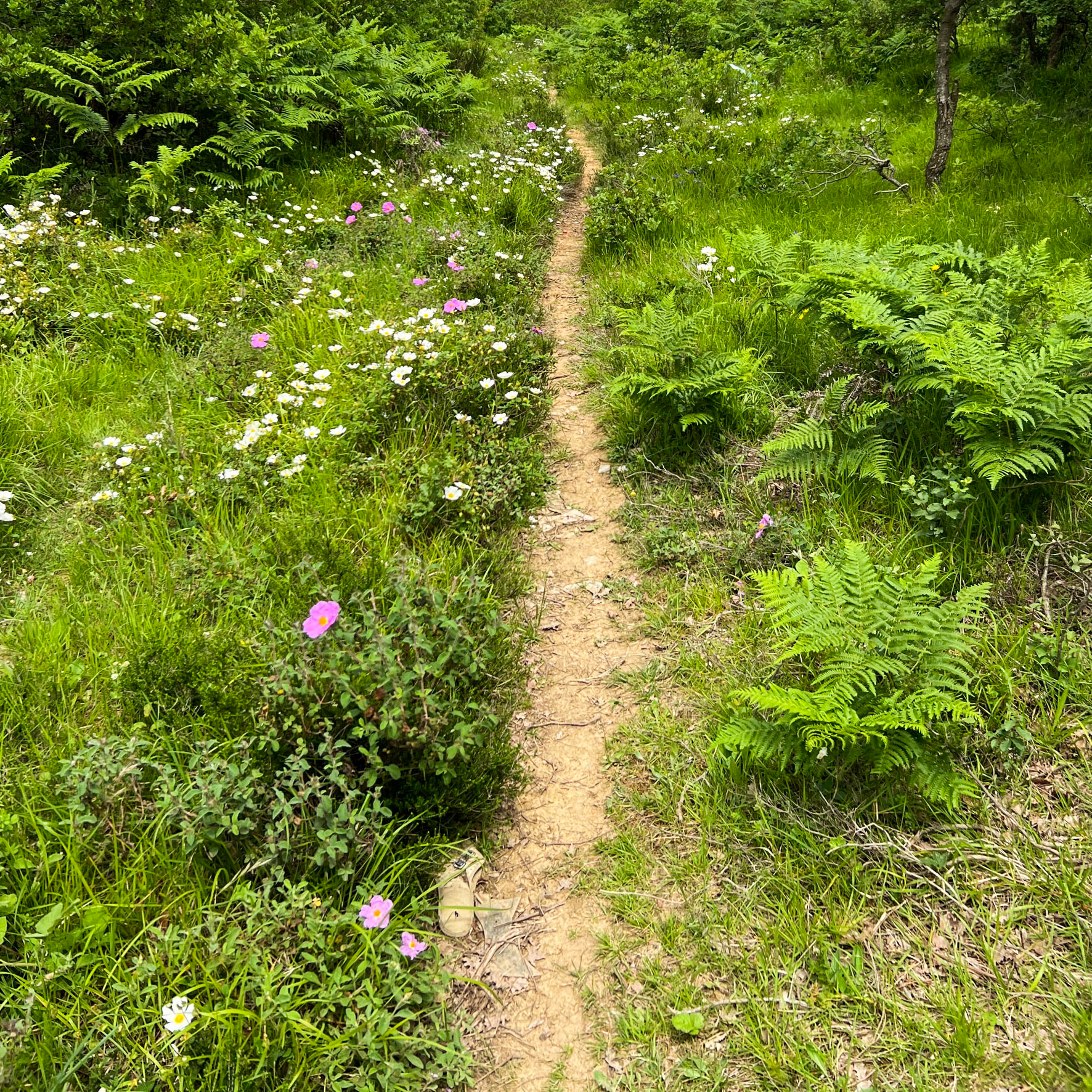 Haçımaşlı woodland: path