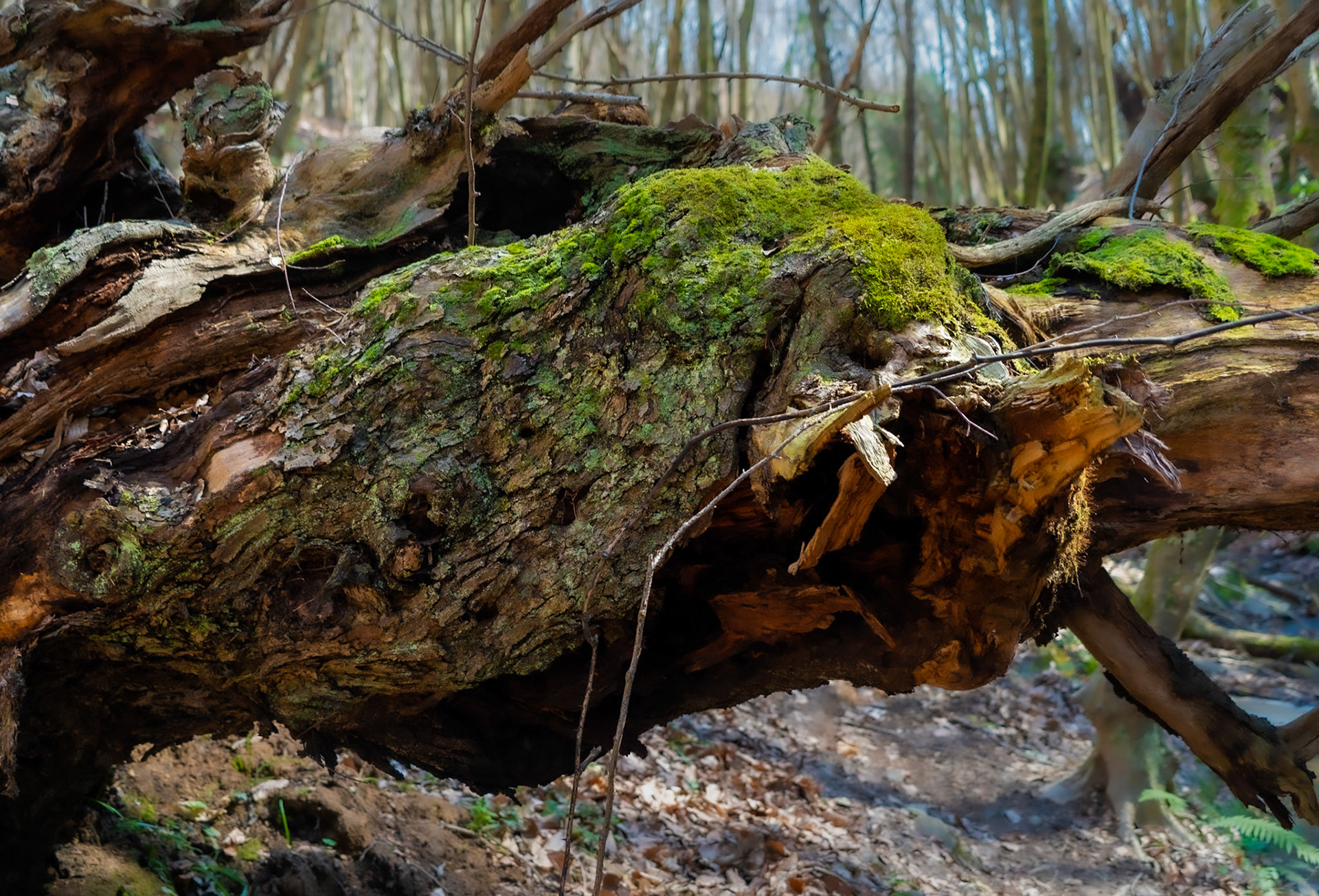 Zerzevat stream valley: fractured old tree