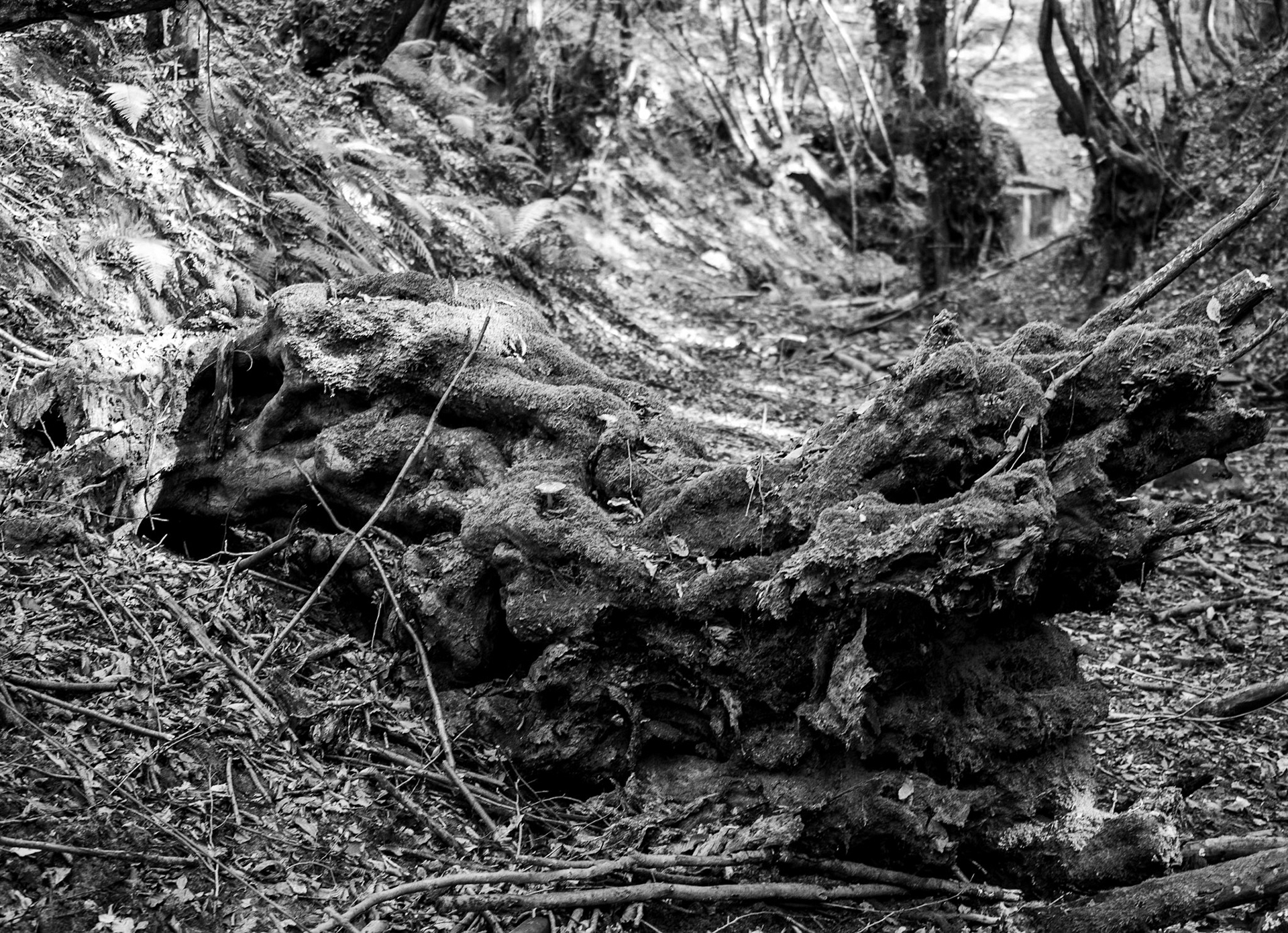 Mahmut Şevket Paşa southern forest and hills: old tree