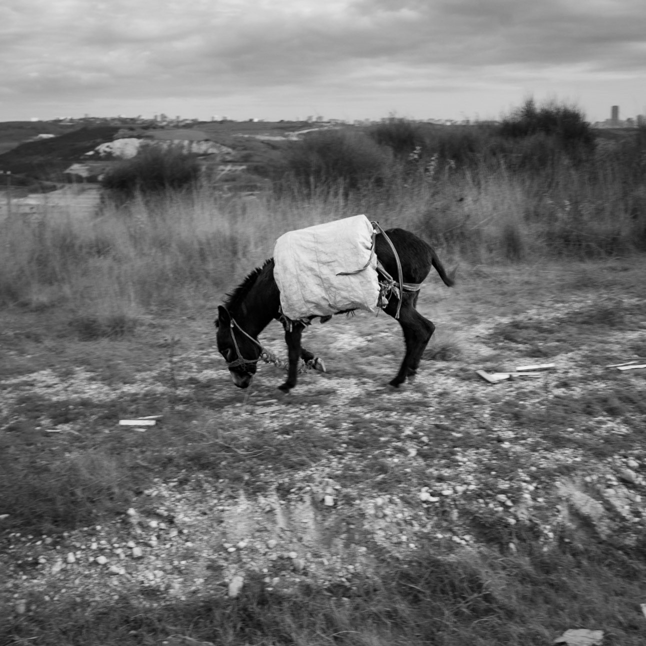 between Sazlıdere modern dam and speculators’ crest: the shepherd's hobbled donkey