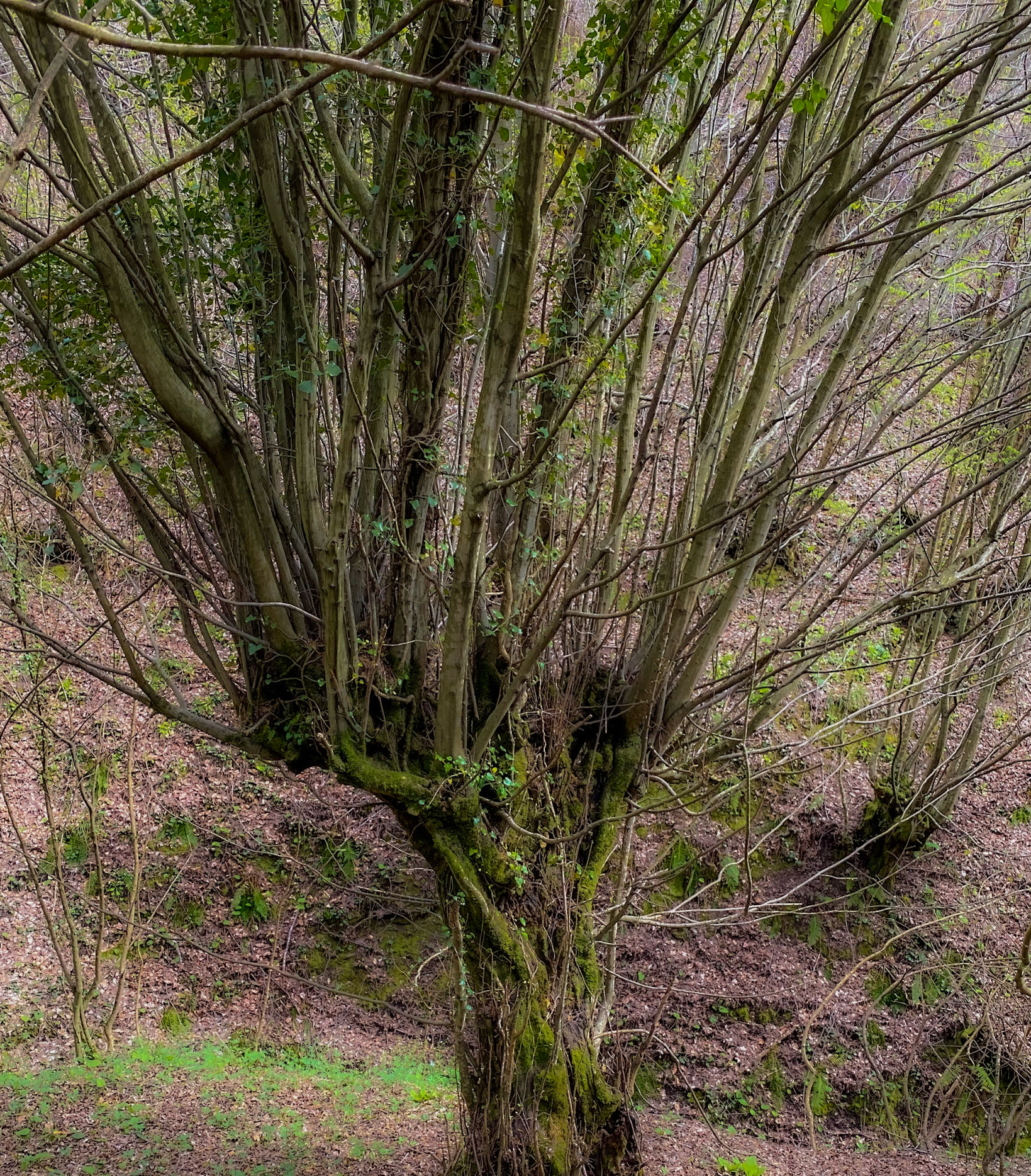 Kozlu stream valley: an old tree