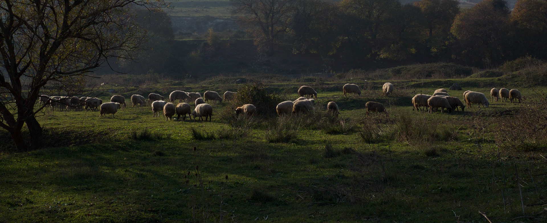 between Altınşehir and Küçükçekmece Gölü: a flock of sheep