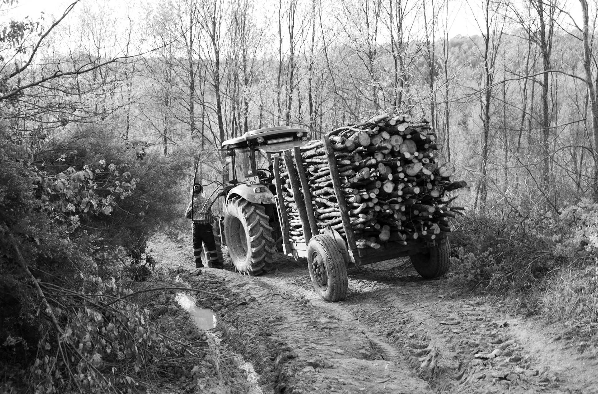 Polonezköy northern forest: tractor with neatly-stacked logs