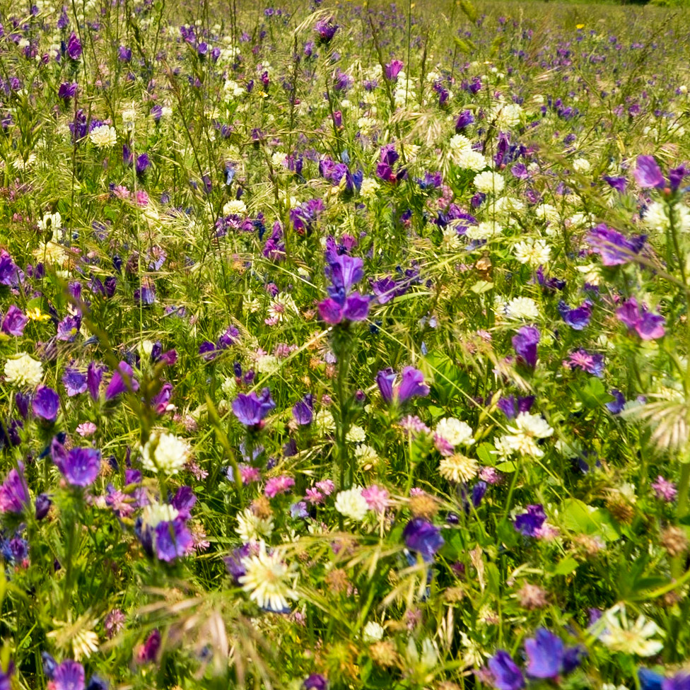 the northeastern Sazlıdere flower meadow: purple, pink and white flowers