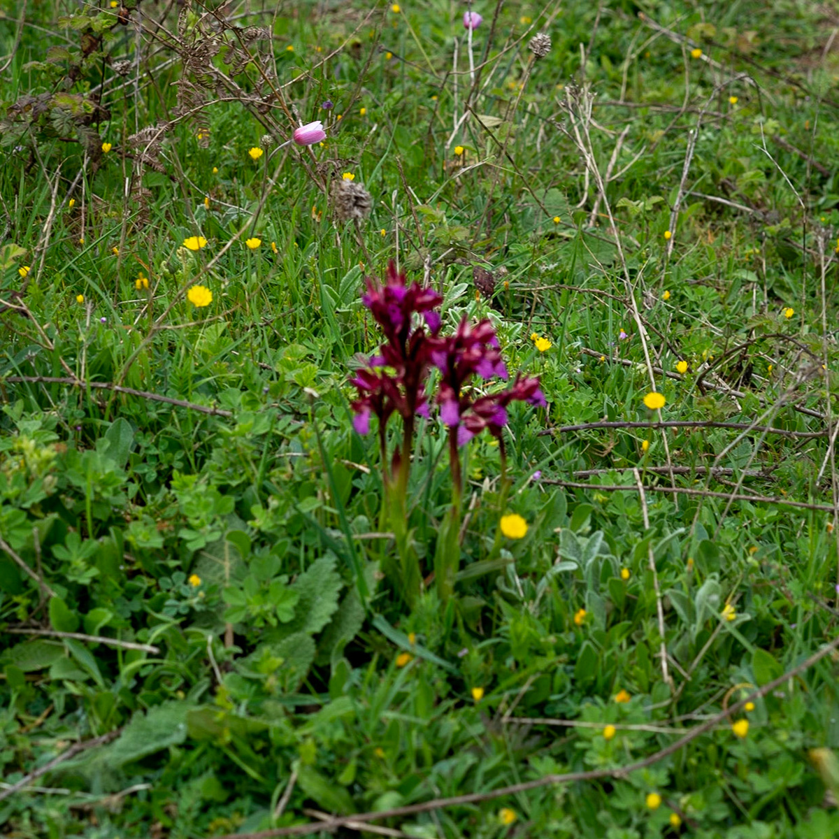 between Kılıçlı Köyü and İshaklıköy: orchid