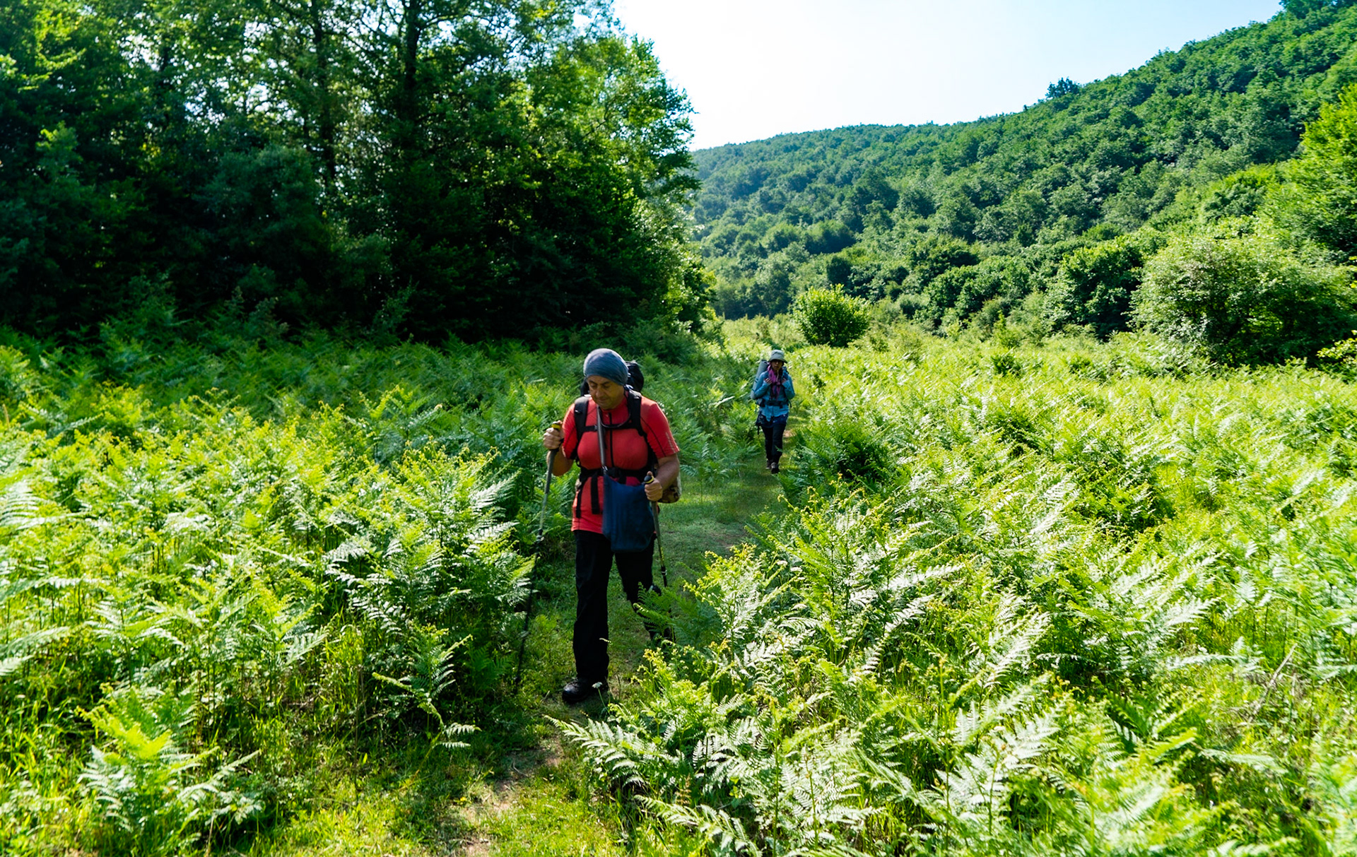 between Hasanlı and Sarıkavak hill: walking through a garden of bracken