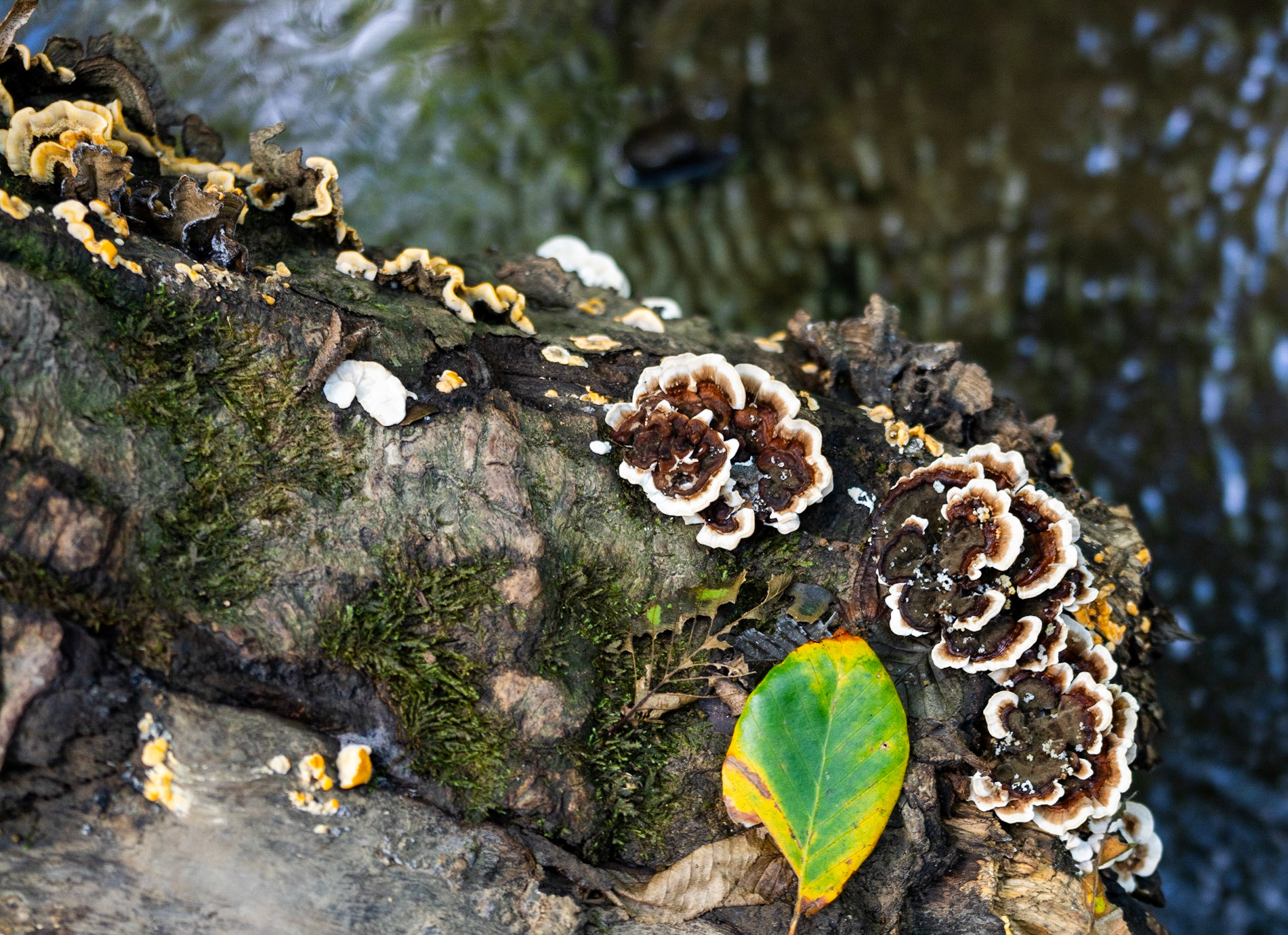 Zerzevat east streamwalk: white and brown wood fungi