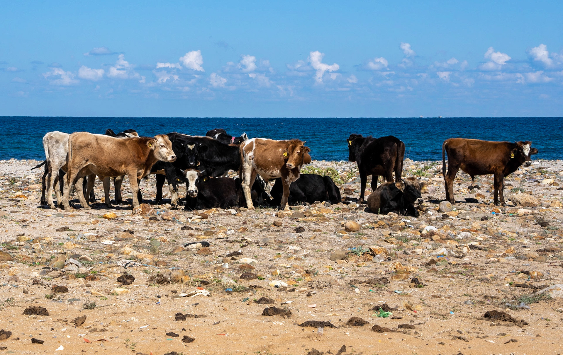 Orta beach: beach cows
