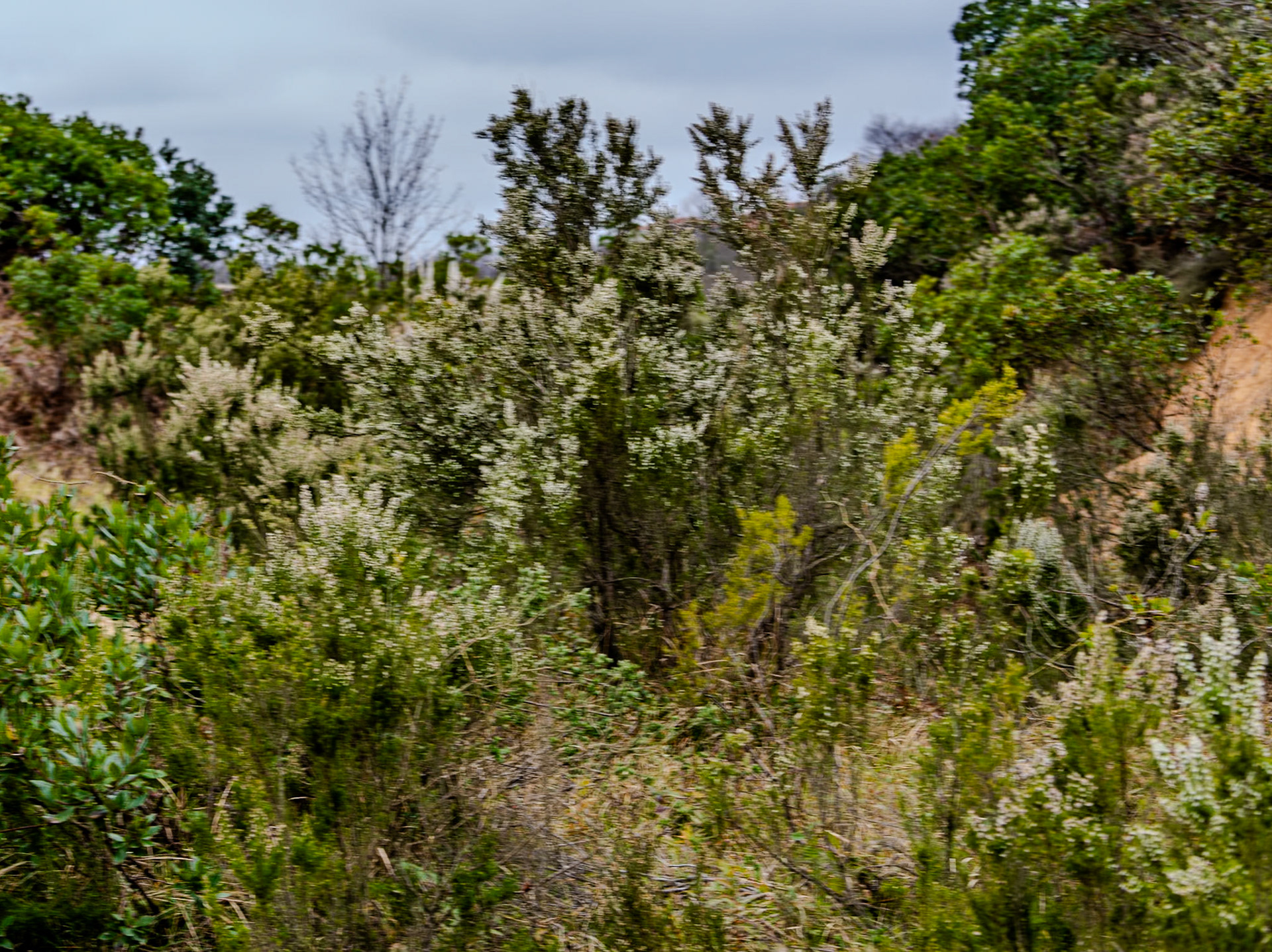 Acaristan wall nature walk: heather in flower