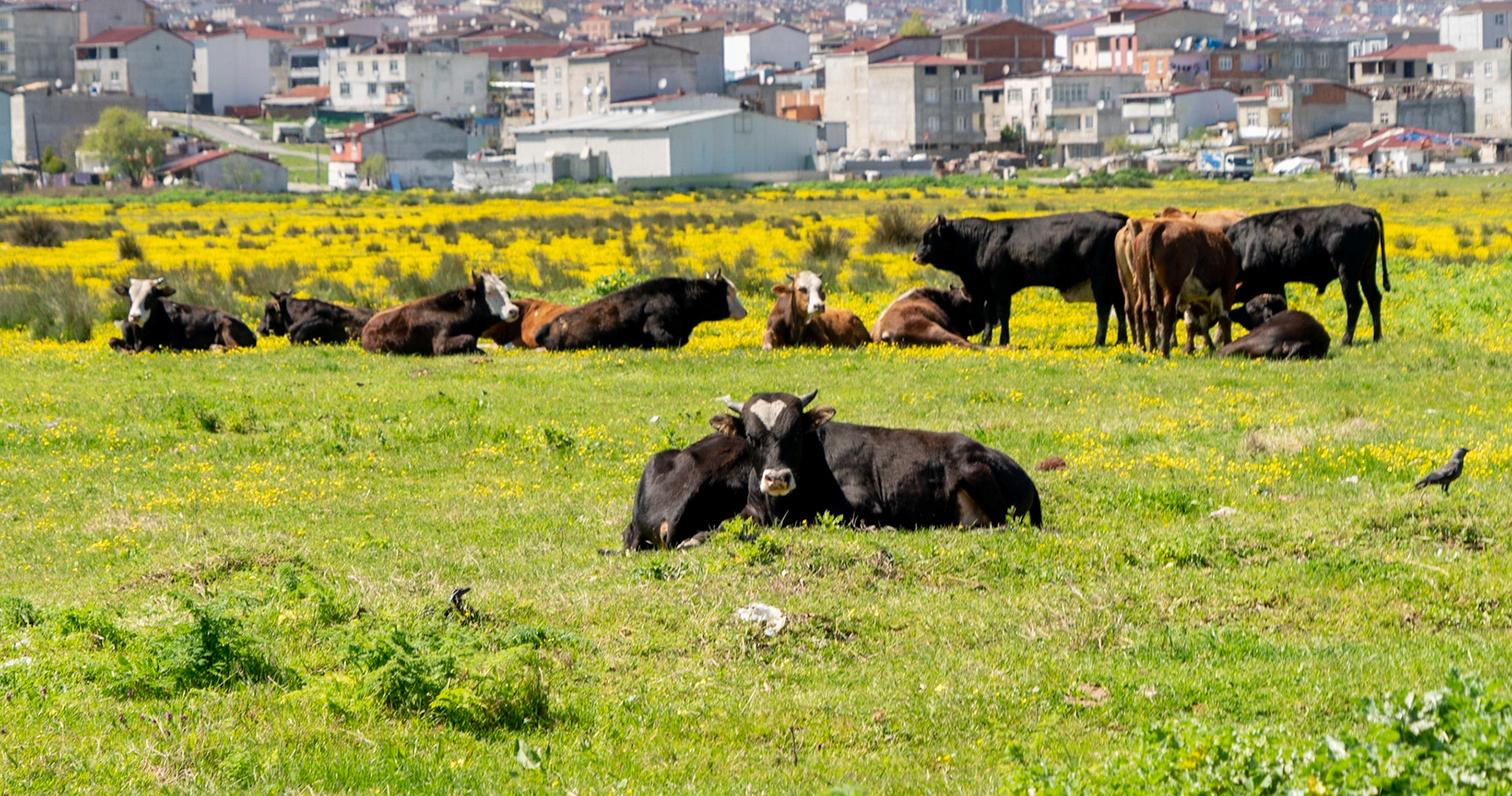 Küçükçekmece SW marsh: marsh cows with Firuzköy-Yeşilkent behind