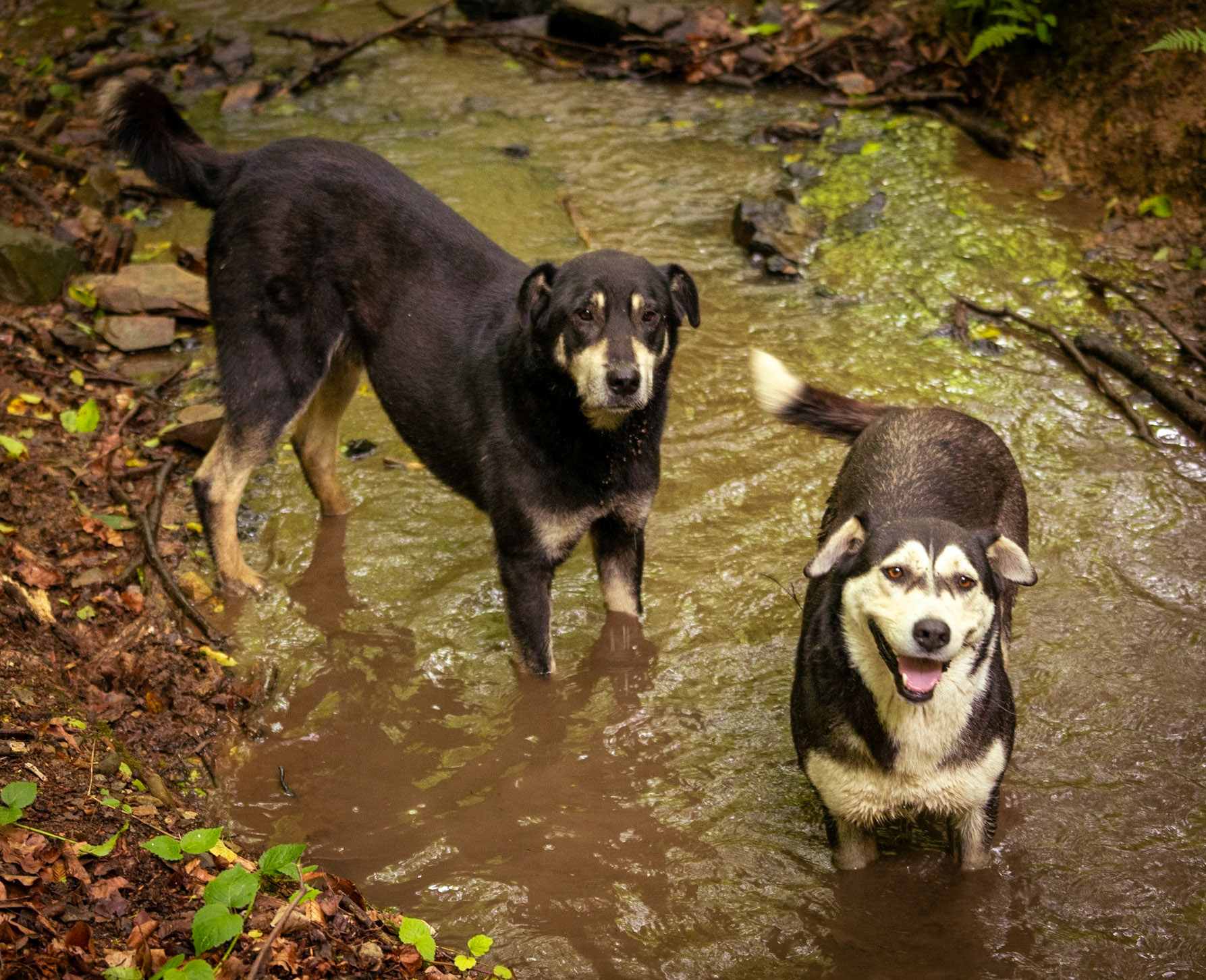 Zerzevatçı streamwalk: 2 of our daydogs