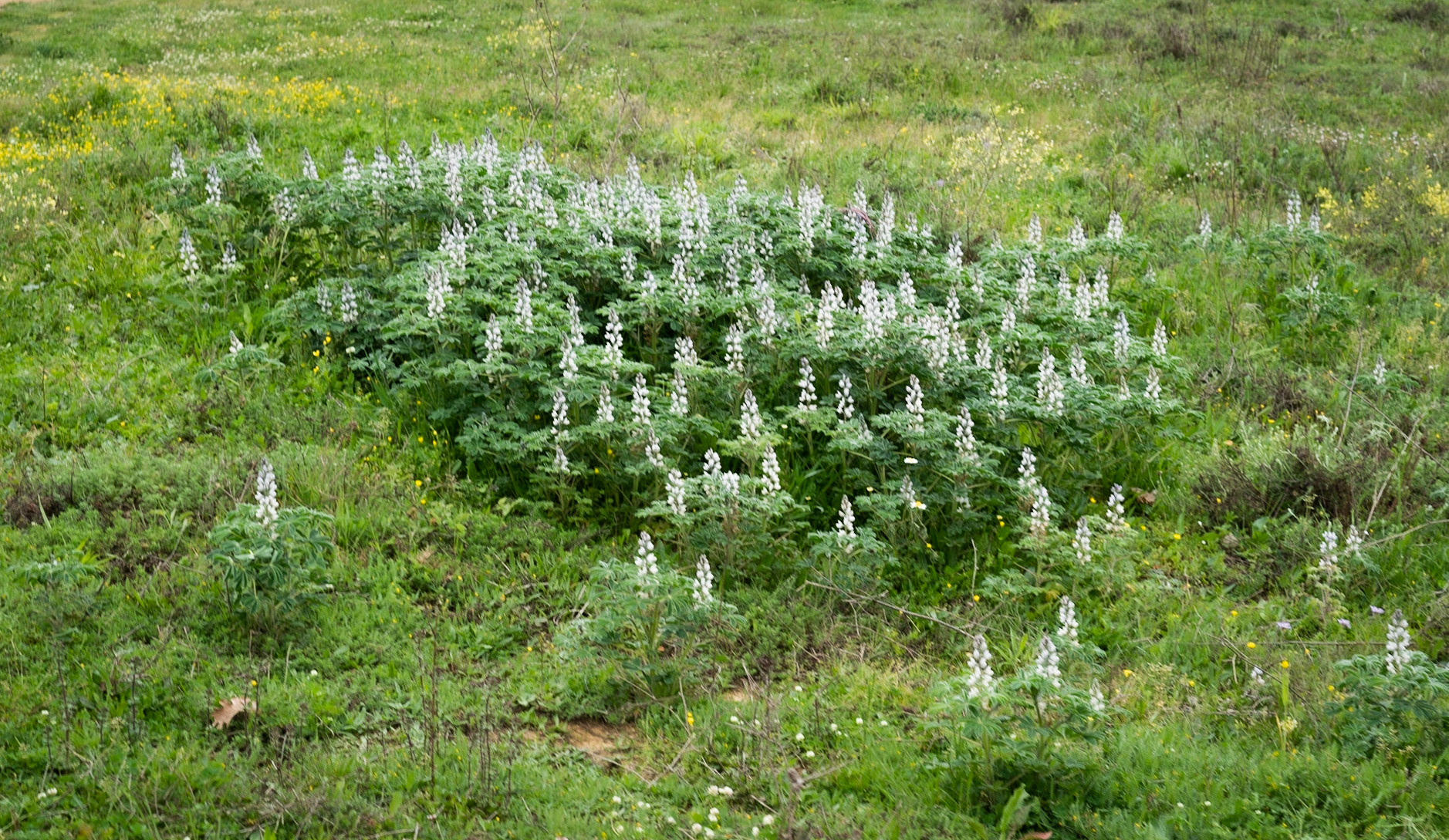 between Bozhane and Kılıçlı Köyü: white flower spikes (what are they?)