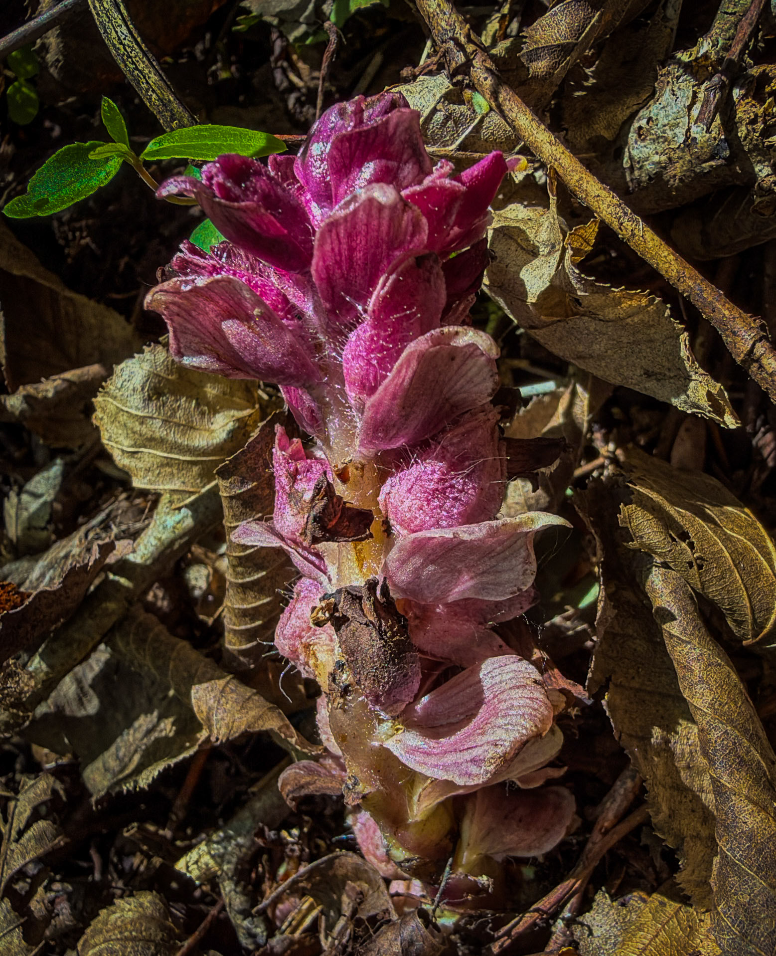 Hüseyinli southwestern forest: pink parasitic flower (common toothwort)