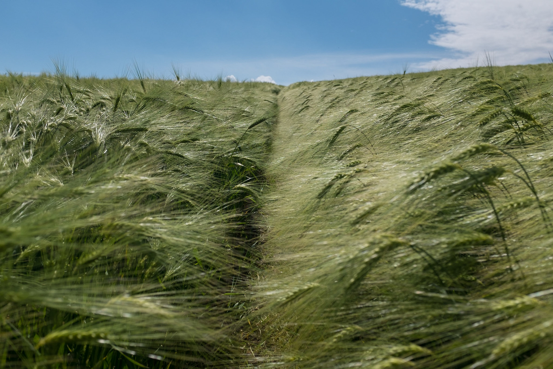 Dursunköy: on the edge of a wheatfield west of the village