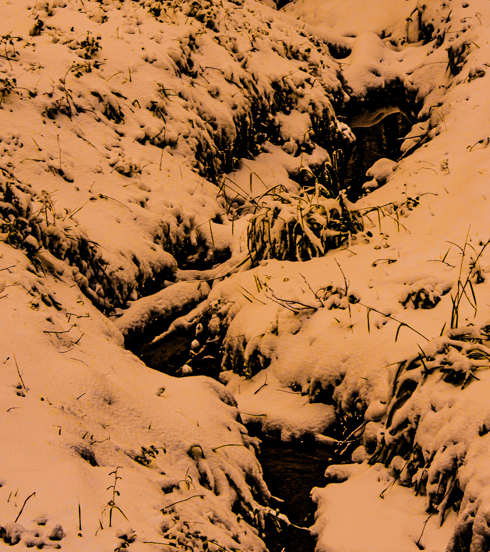 NE Belgrade Forest: snow covered ground