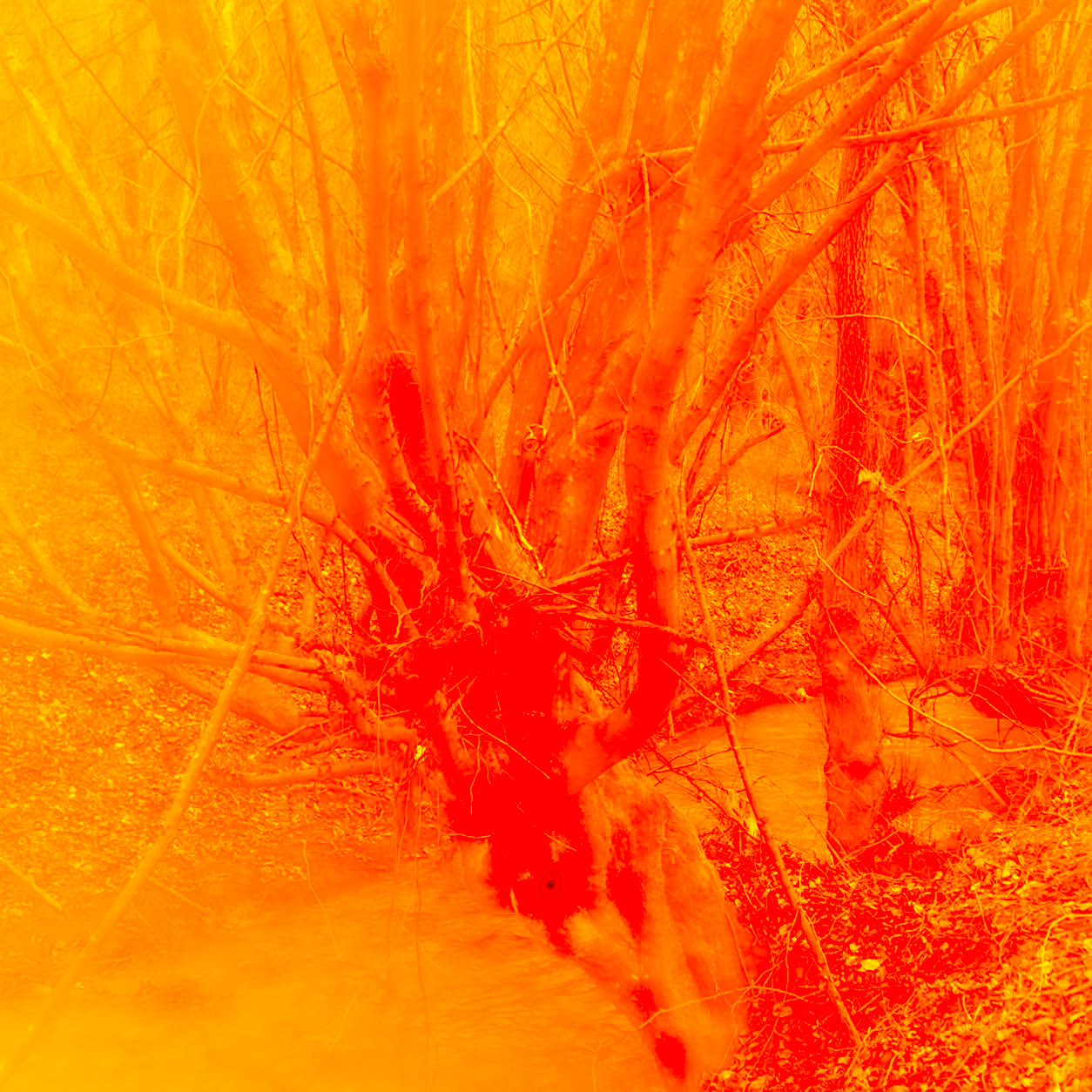 Kozu Deresi valleys: stream and old trees